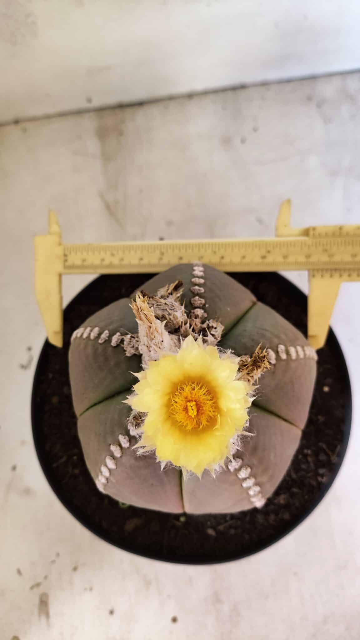 ASTROPHYTUM MYRIOSTIGMA  Nº 1108 – vaso 17 - foto 5