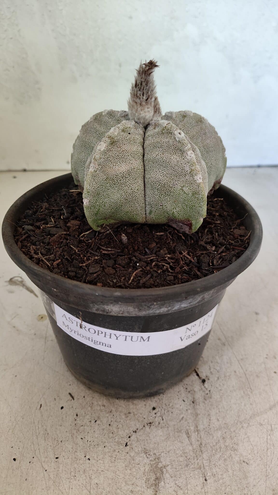 ASTROPHYTUM MYRIOSTIGMA Nº 1124 – vaso 15 - foto 2