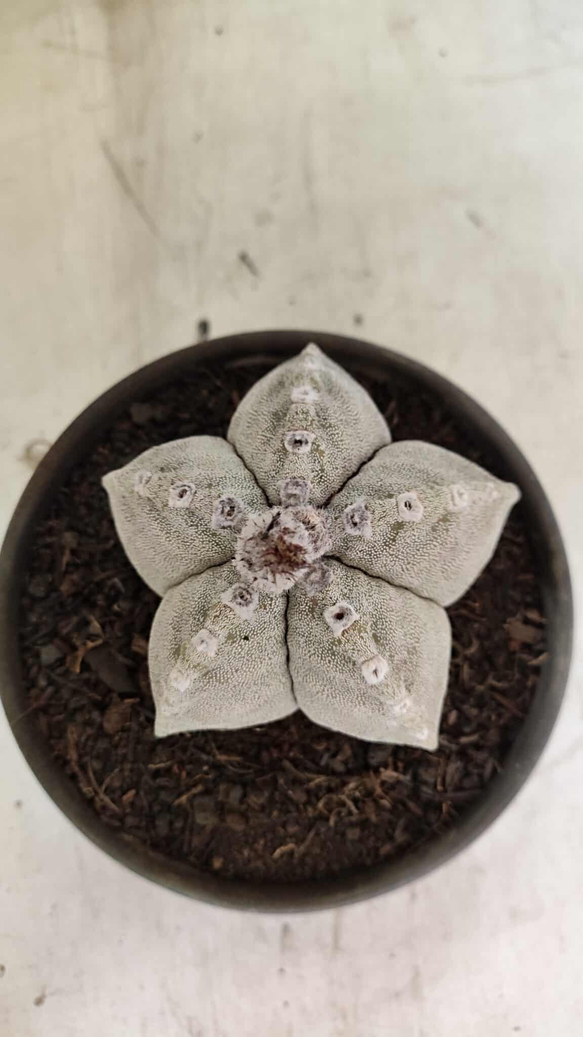 ASTROPHYTUM MYRIOSTIGMA Nº 1124 – vaso 15 - foto 3