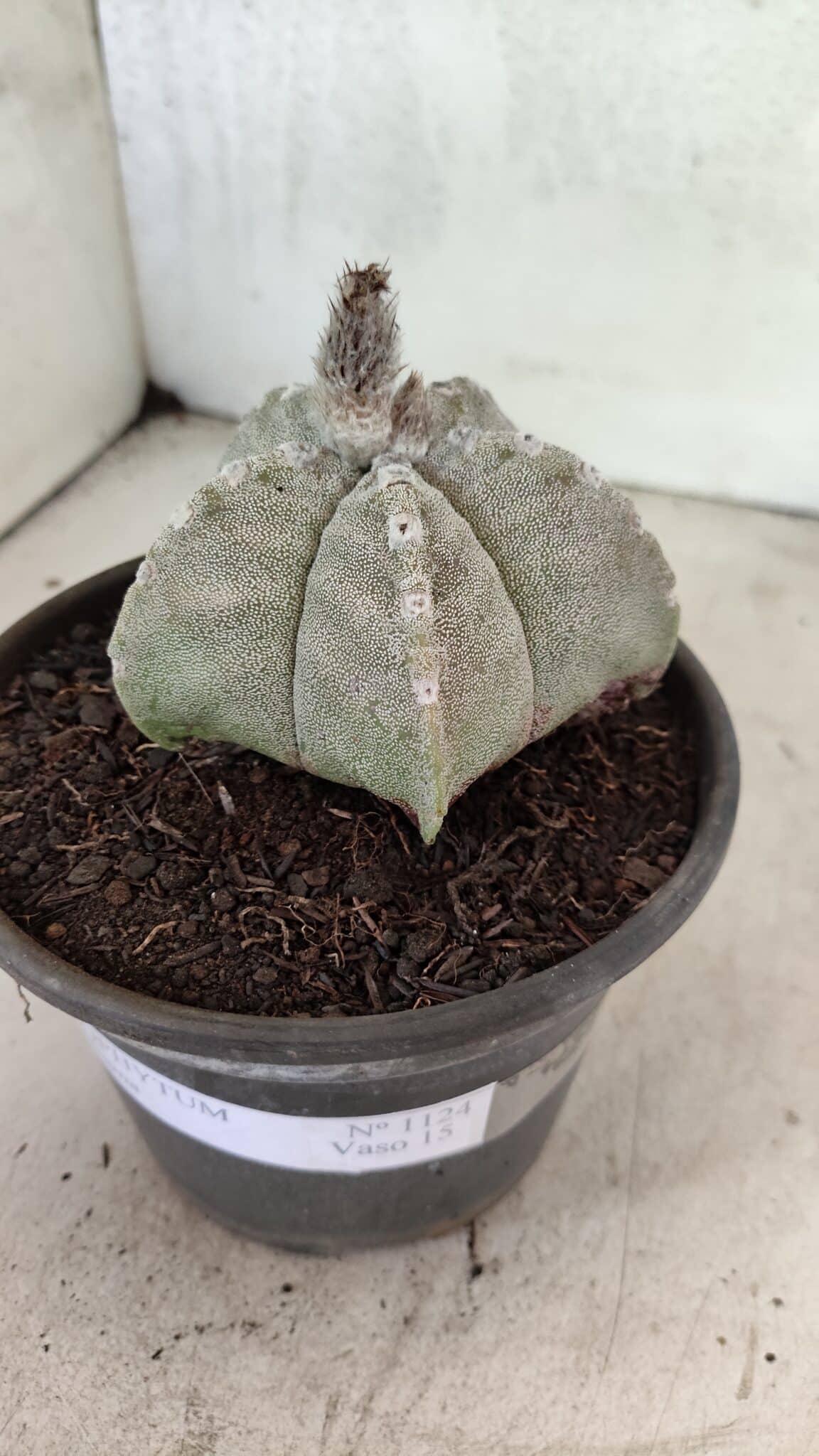 ASTROPHYTUM MYRIOSTIGMA Nº 1124 – vaso 15 - foto 8