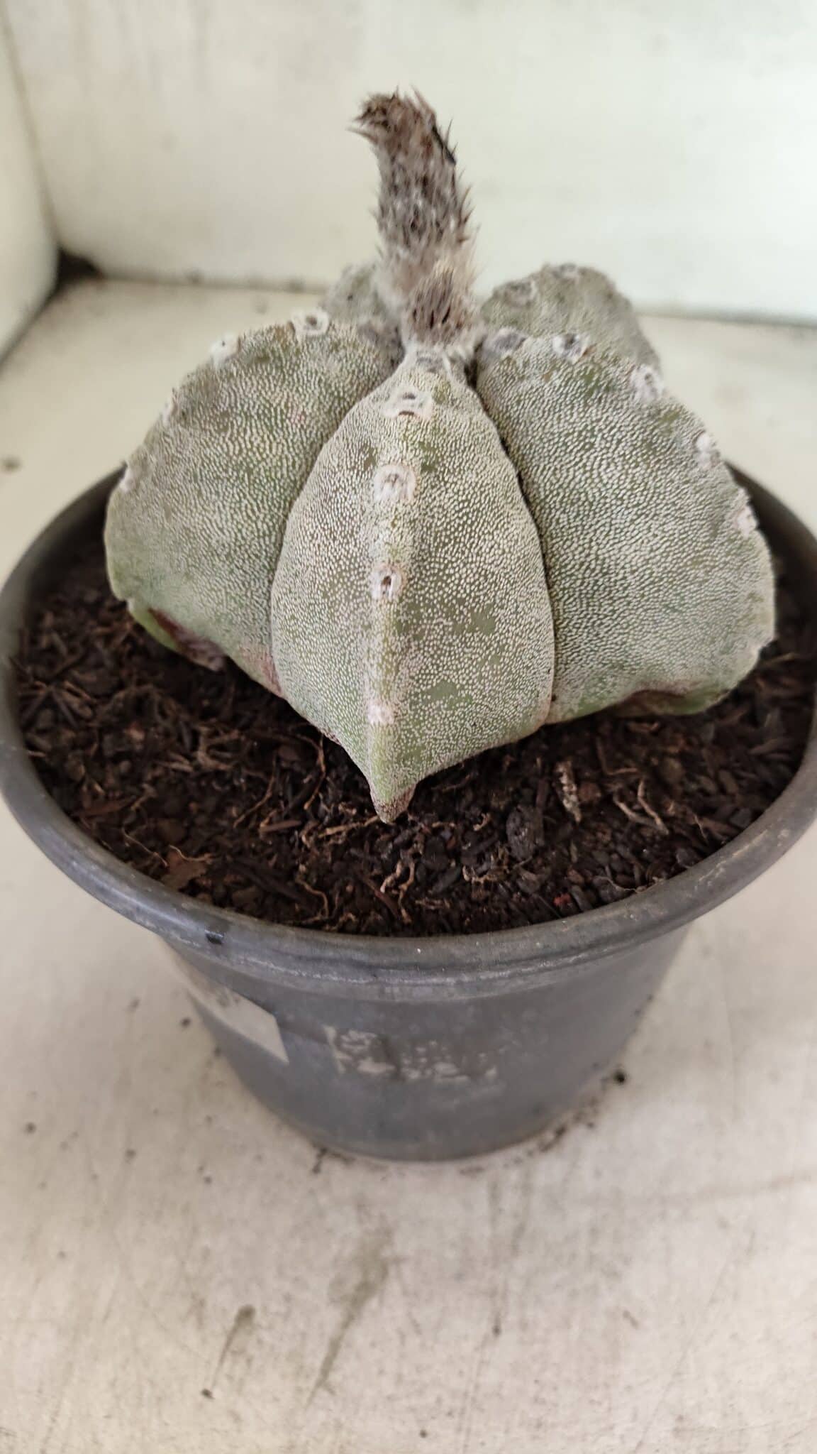 ASTROPHYTUM MYRIOSTIGMA Nº 1124 – vaso 15 - foto 7