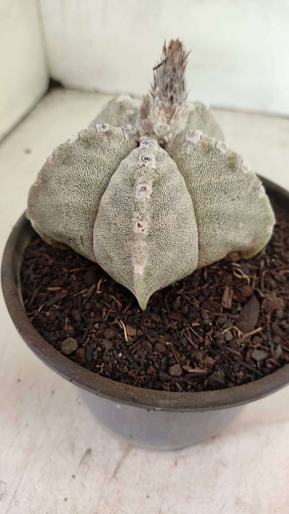 ASTROPHYTUM MYRIOSTIGMA Nº 1124 – vaso 15 - foto 6