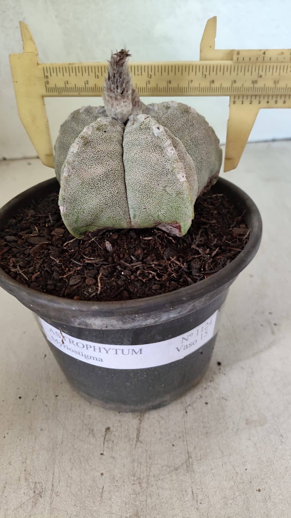 ASTROPHYTUM MYRIOSTIGMA Nº 1124 – vaso 15 - foto 4