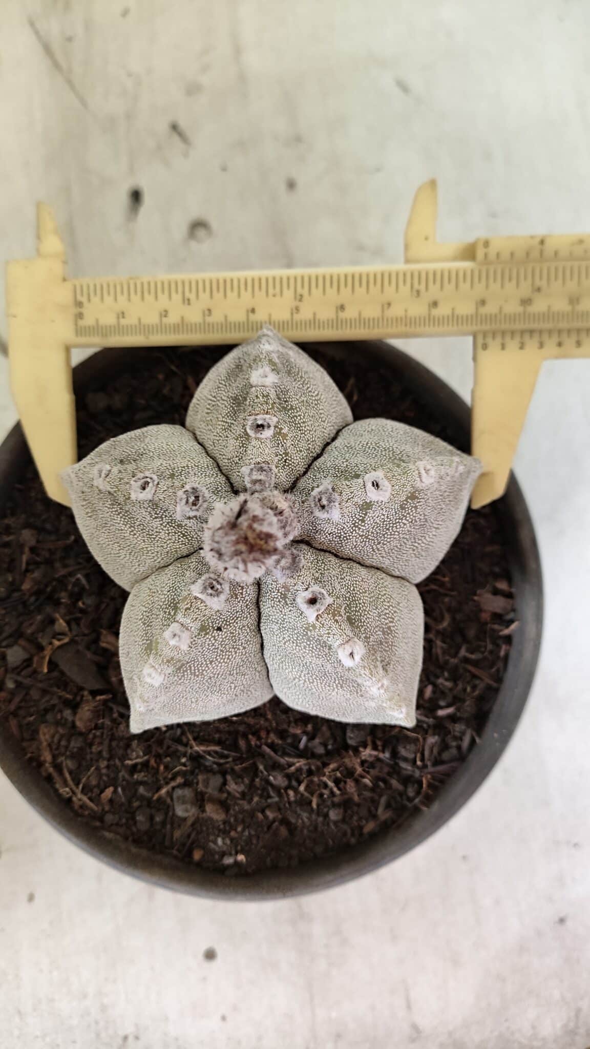 ASTROPHYTUM MYRIOSTIGMA Nº 1124 – vaso 15 - foto 5