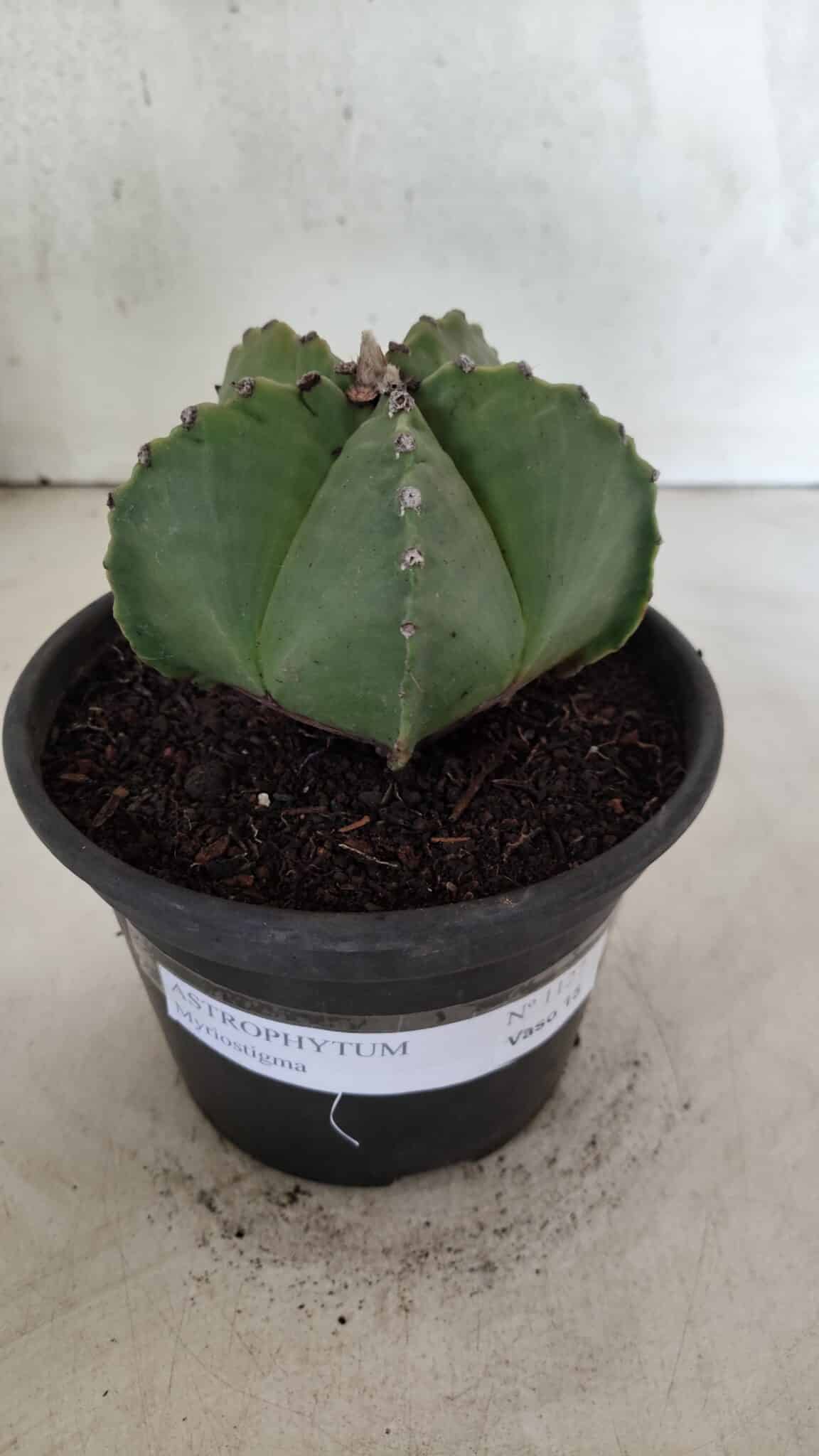 MATRIZ ASTROPHYTUM Myriostigma Nº 1127 – vaso 15 - foto 2