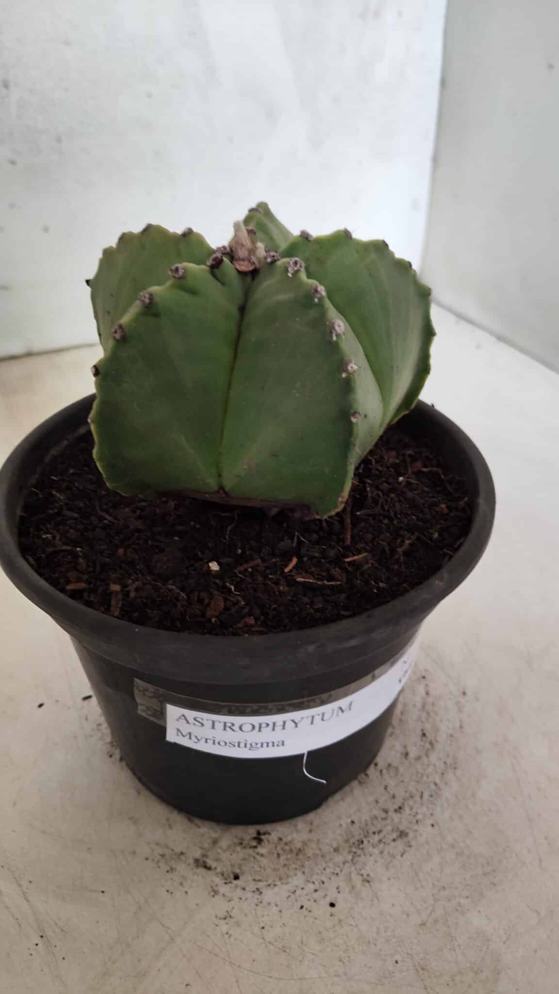 MATRIZ ASTROPHYTUM Myriostigma Nº 1127 – vaso 15 - foto 10