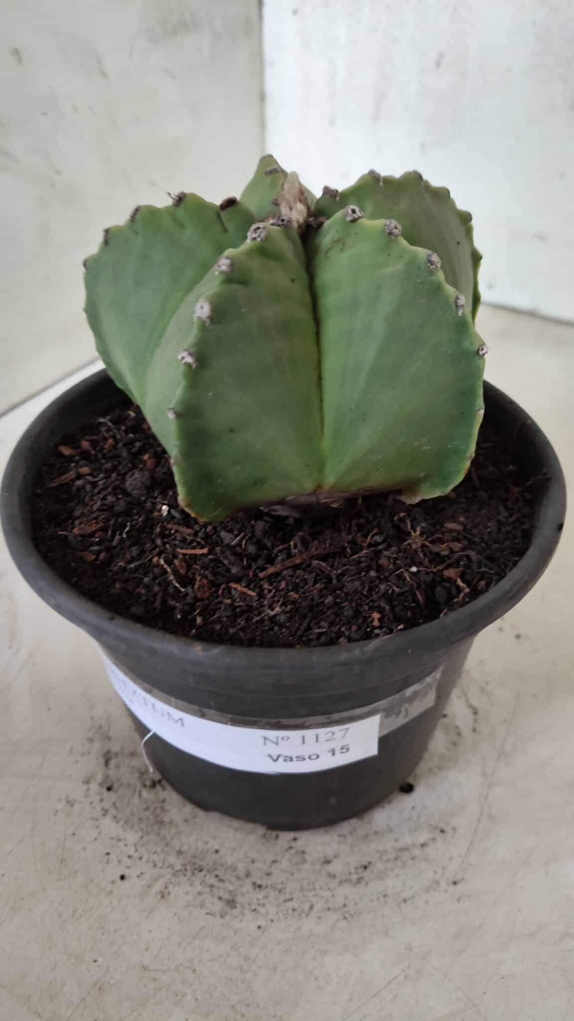 MATRIZ ASTROPHYTUM Myriostigma Nº 1127 – vaso 15 - foto 9