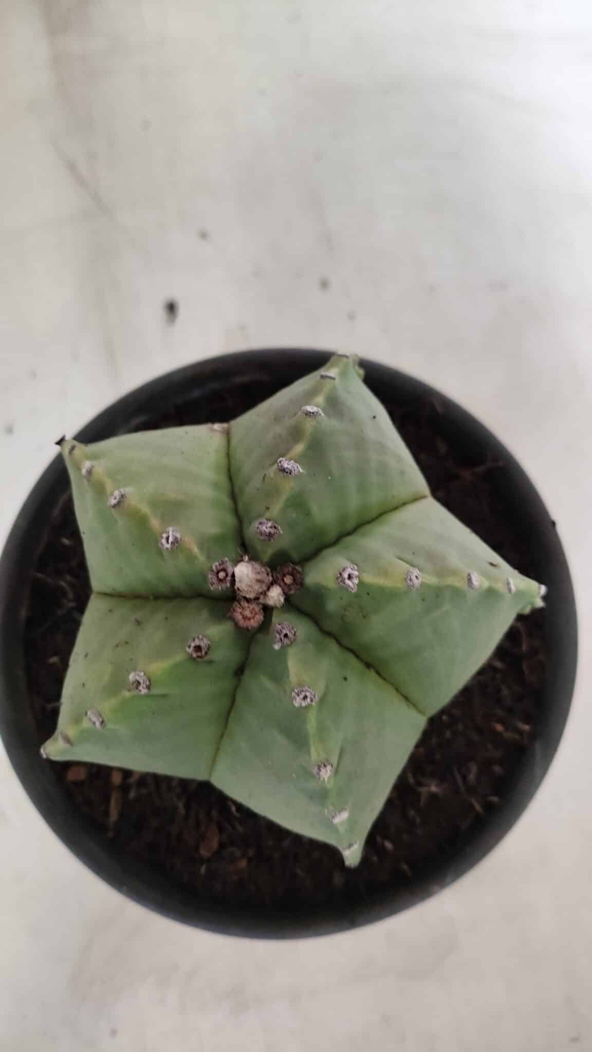 MATRIZ ASTROPHYTUM Myriostigma Nº 1127 – vaso 15 - foto 3