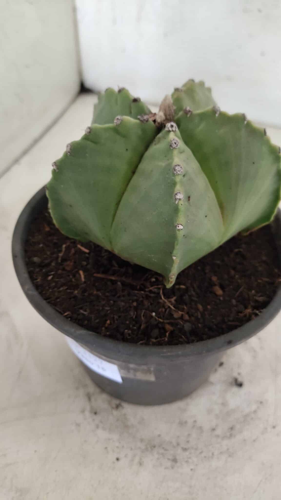 MATRIZ ASTROPHYTUM Myriostigma Nº 1127 – vaso 15 - foto 8