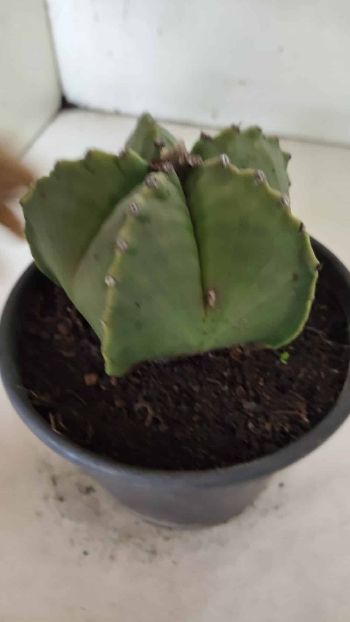 MATRIZ ASTROPHYTUM Myriostigma Nº 1127 – vaso 15 - foto 7