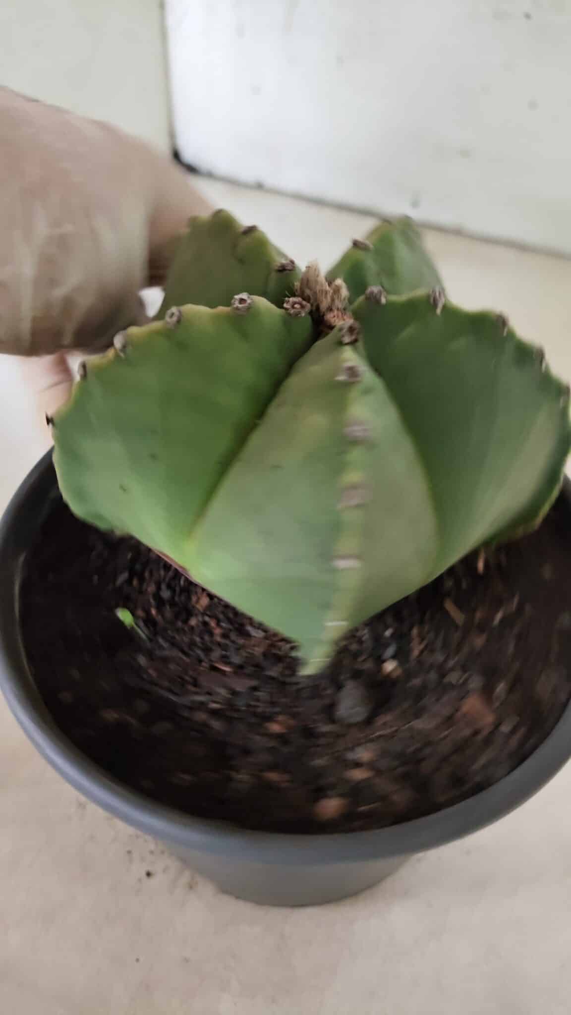 MATRIZ ASTROPHYTUM Myriostigma Nº 1127 – vaso 15 - foto 6