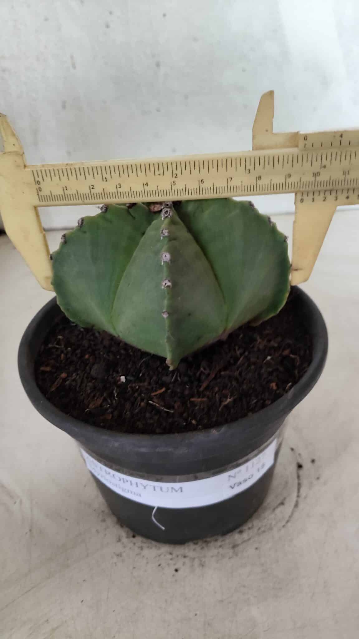MATRIZ ASTROPHYTUM Myriostigma Nº 1127 – vaso 15 - foto 4