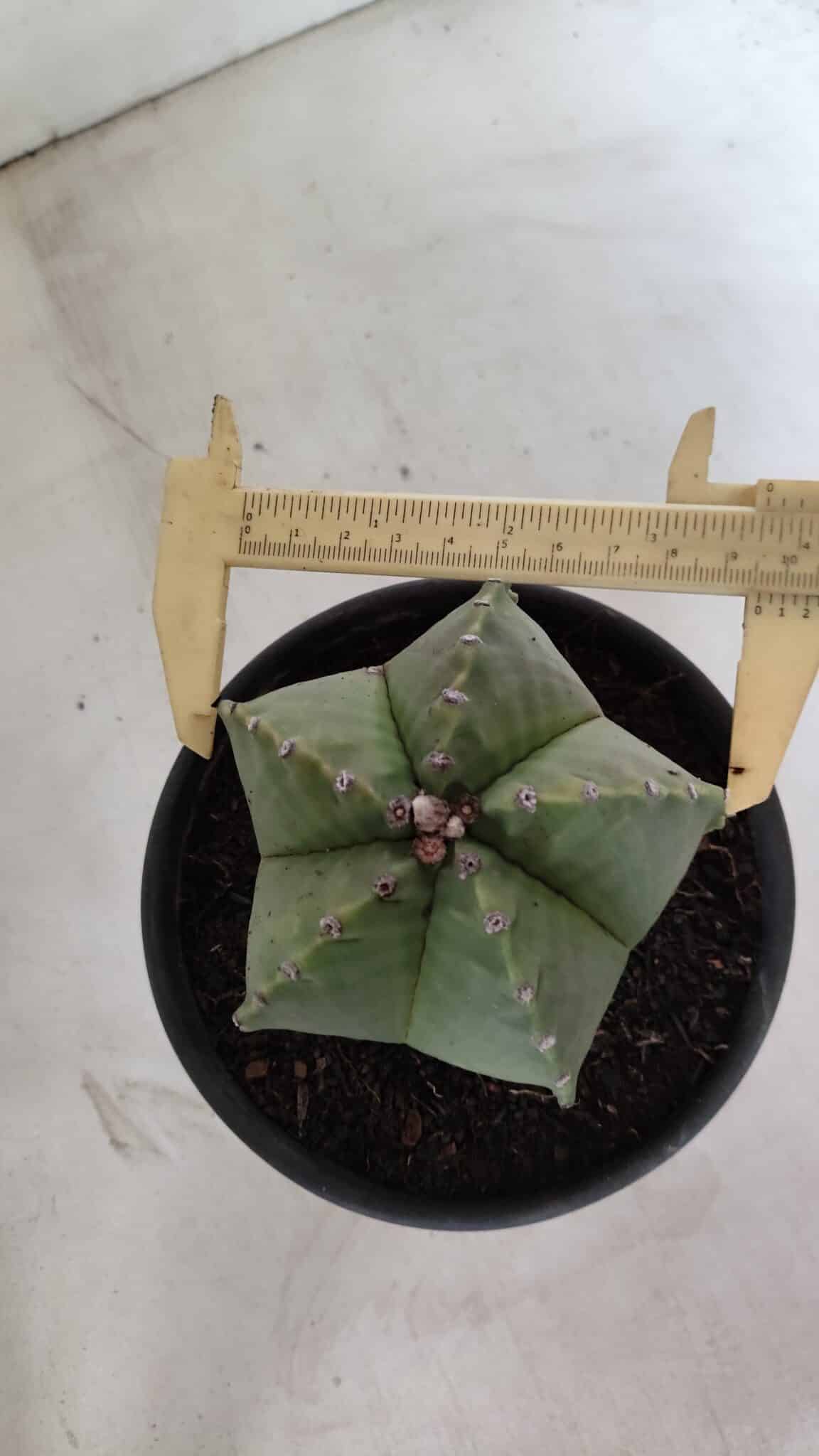 MATRIZ ASTROPHYTUM Myriostigma Nº 1127 – vaso 15 - foto 5