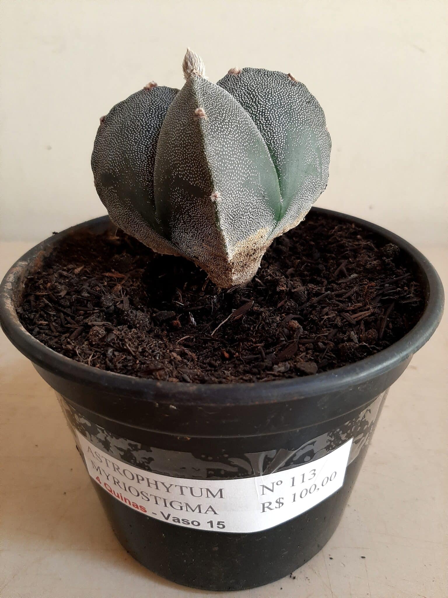 ASTROPHYTUM MYRIOSTIGMA Nº 113 – 4 QUINAS – vaso 15