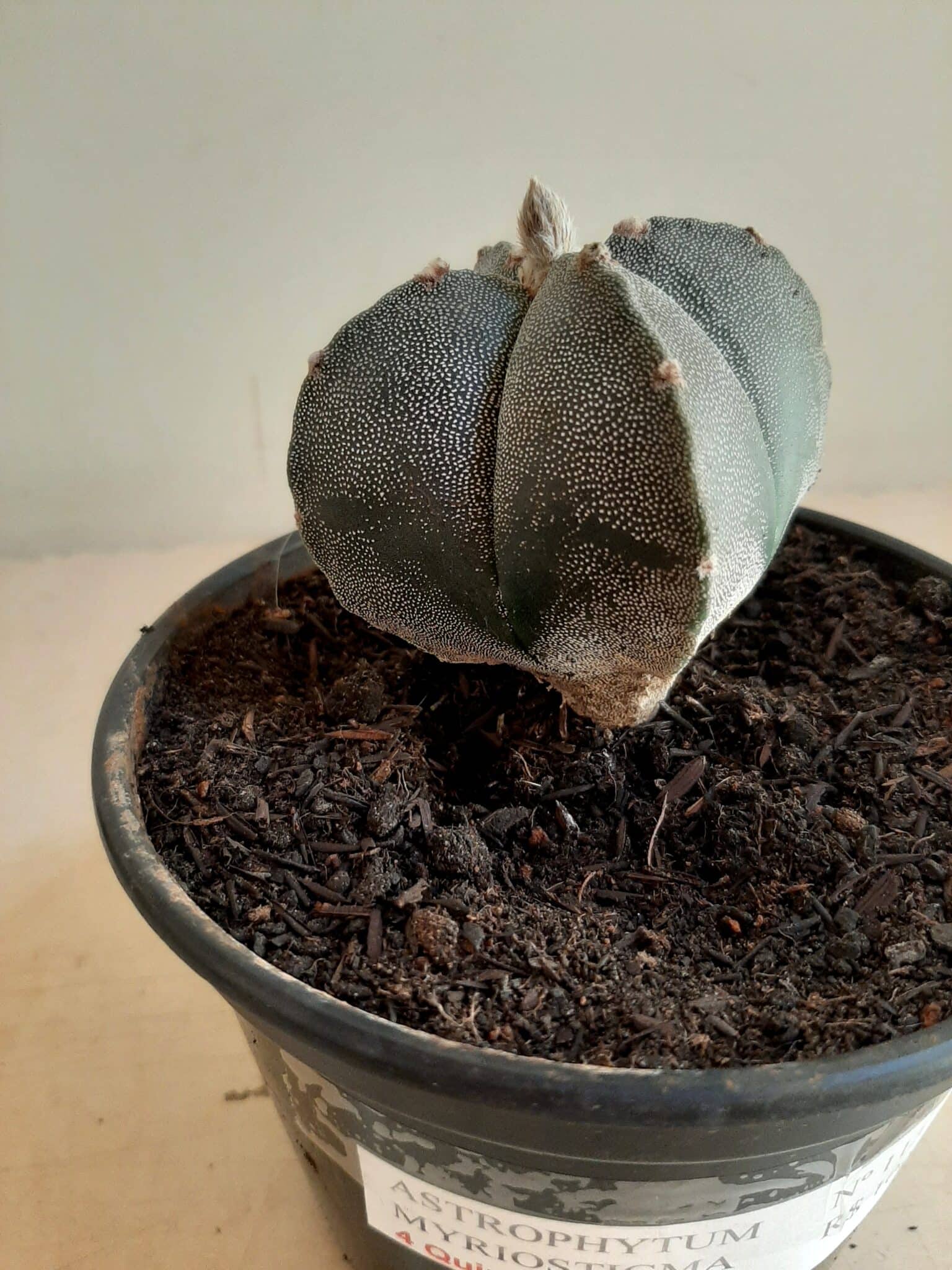 ASTROPHYTUM MYRIOSTIGMA Nº 113 – 4 QUINAS – vaso 15