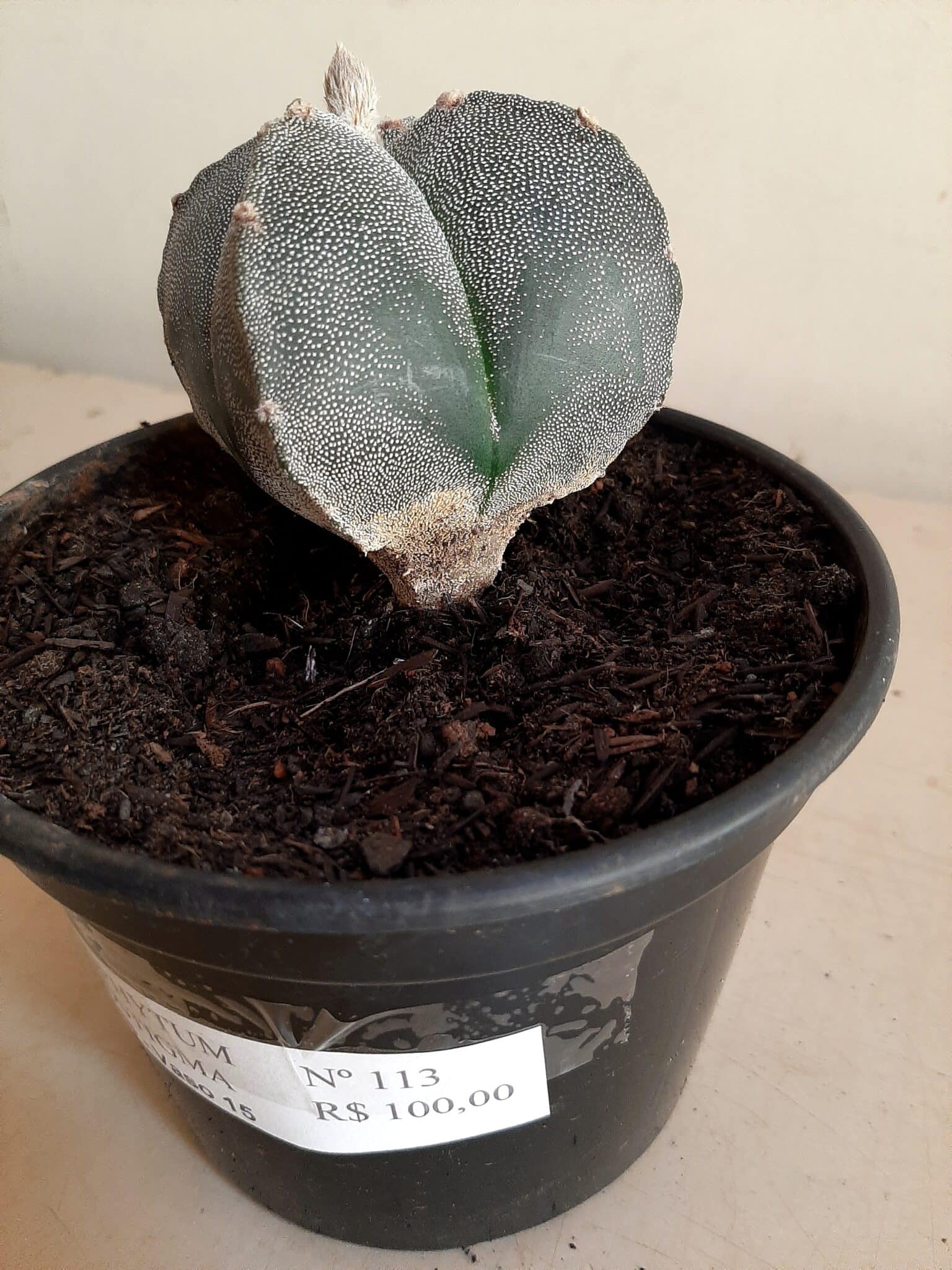 ASTROPHYTUM MYRIOSTIGMA Nº 113 – 4 QUINAS – vaso 15