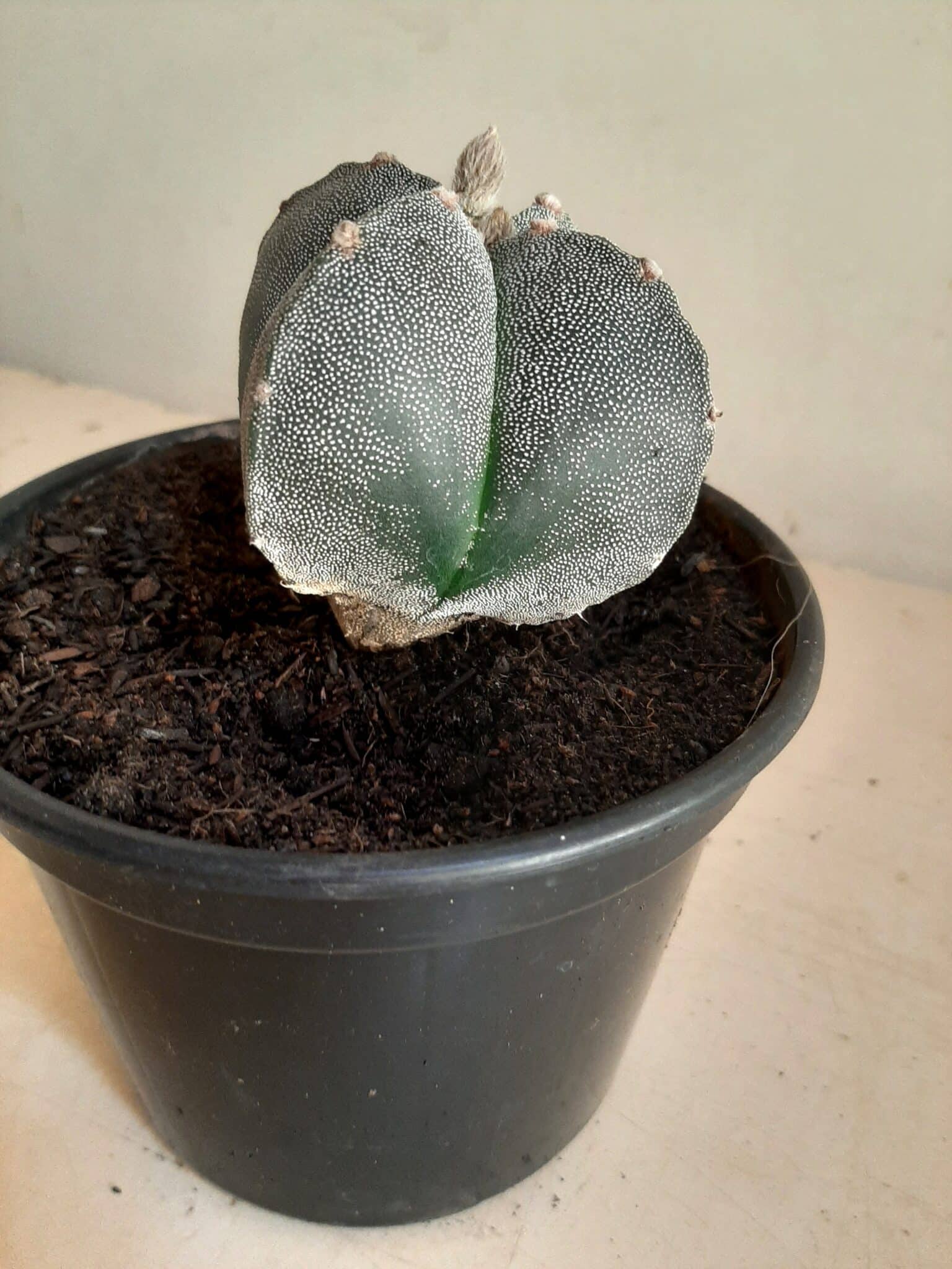 ASTROPHYTUM MYRIOSTIGMA Nº 113 – 4 QUINAS – vaso 15