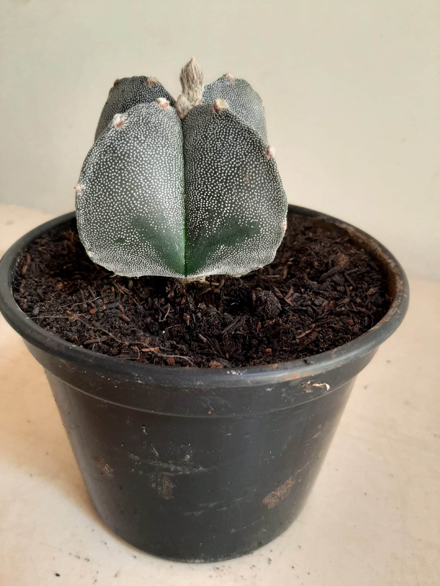 ASTROPHYTUM MYRIOSTIGMA Nº 113 – 4 QUINAS – vaso 15