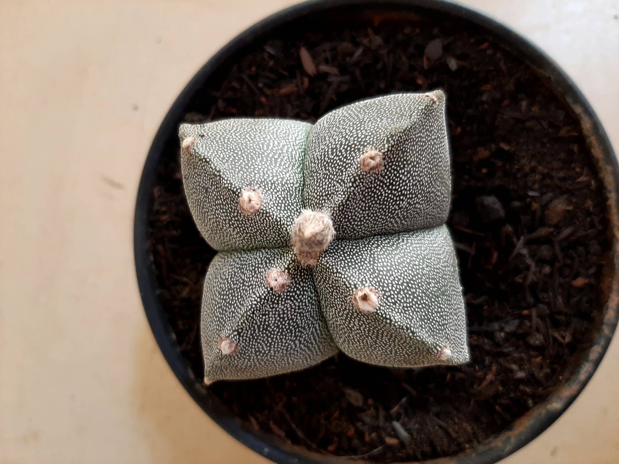 ASTROPHYTUM MYRIOSTIGMA Nº 113 – 4 QUINAS – vaso 15