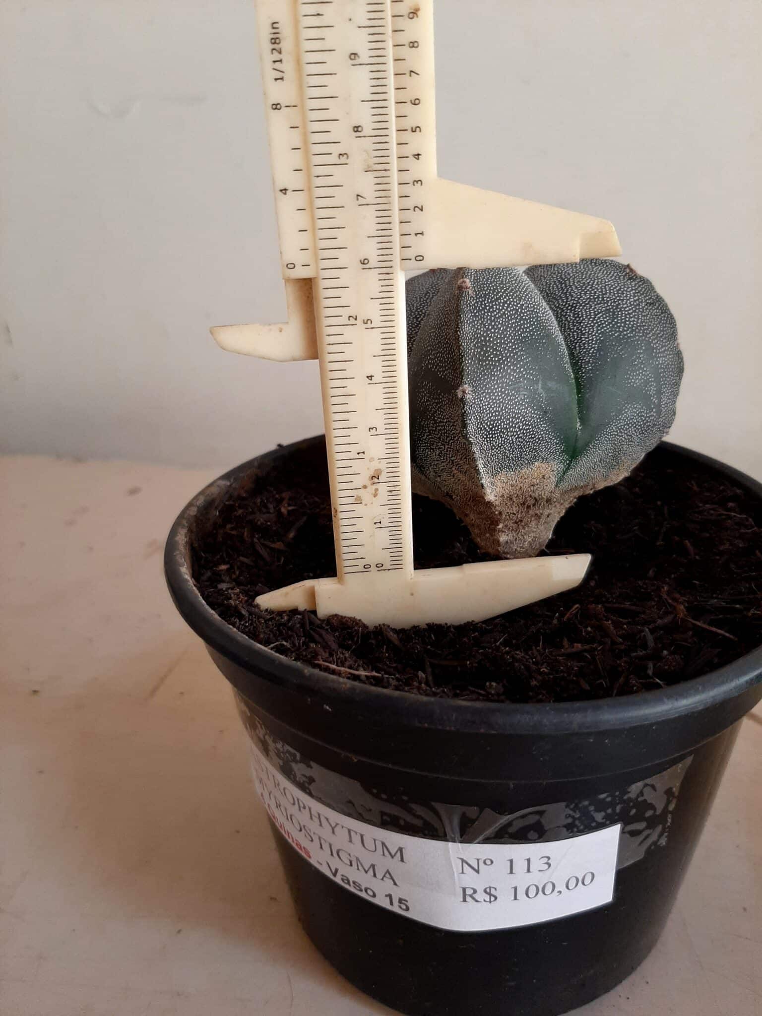 ASTROPHYTUM MYRIOSTIGMA Nº 113 – 4 QUINAS – vaso 15
