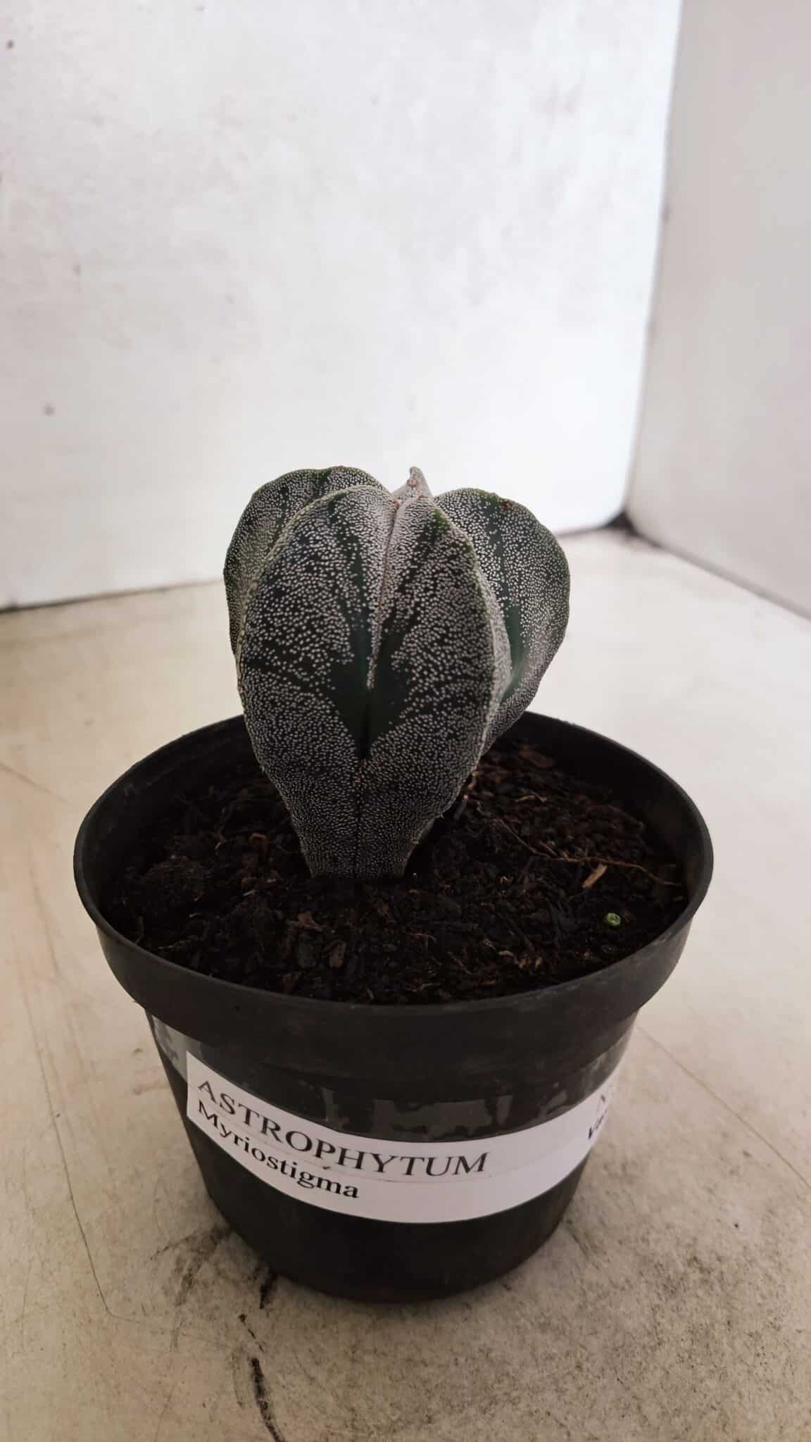ASTROPHYTUM  Nº 1141 – vaso 11 - foto 2