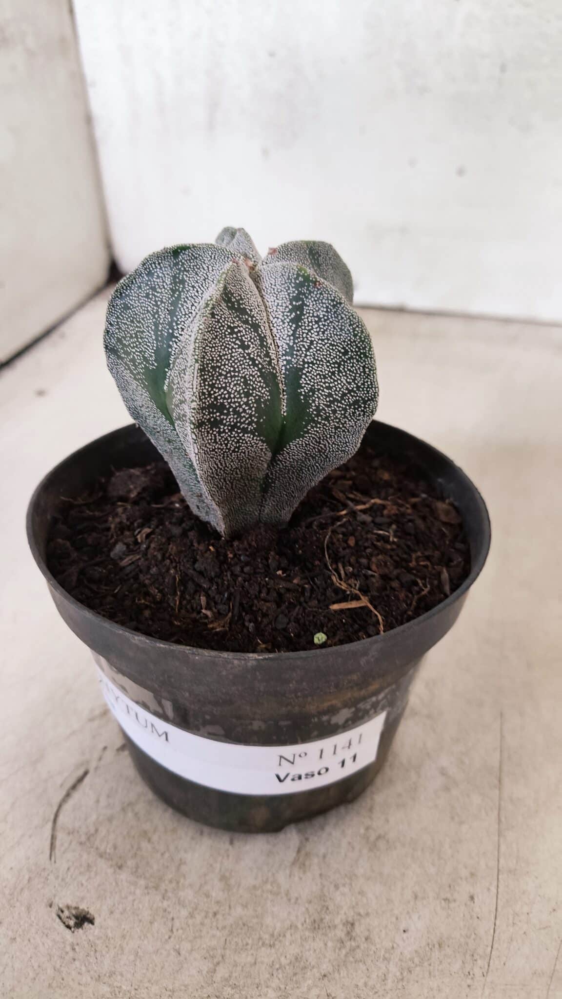 ASTROPHYTUM  Nº 1141 – vaso 11 - foto 8