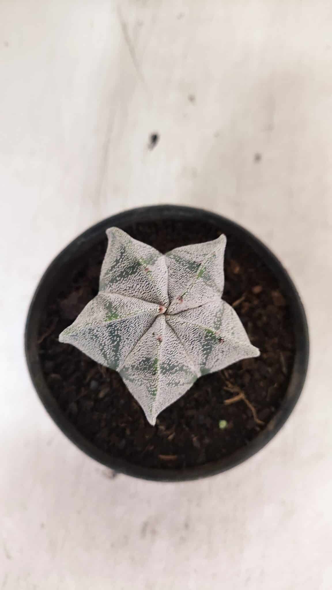 ASTROPHYTUM  Nº 1141 – vaso 11 - foto 3