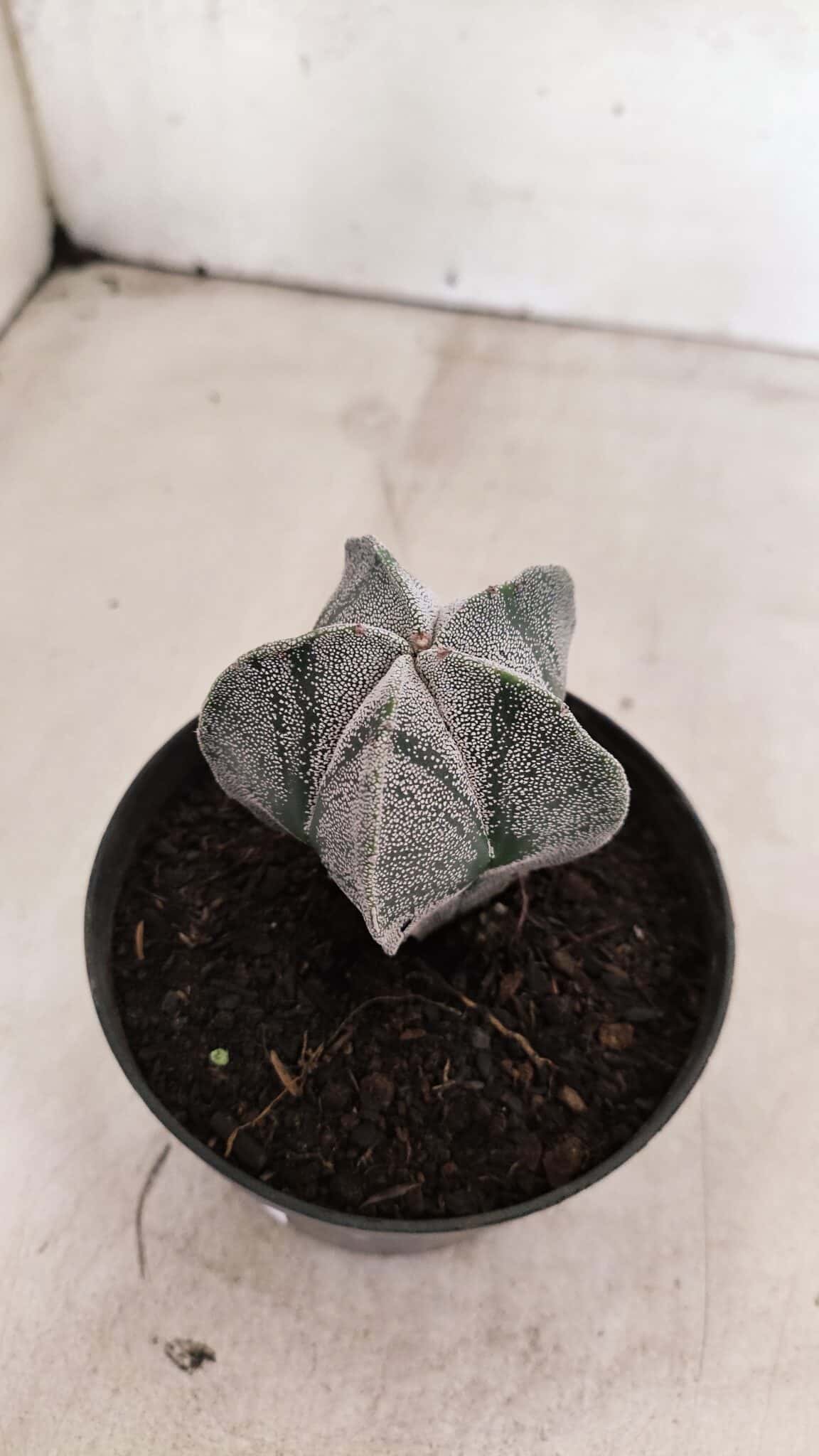 ASTROPHYTUM  Nº 1141 – vaso 11 - foto 7