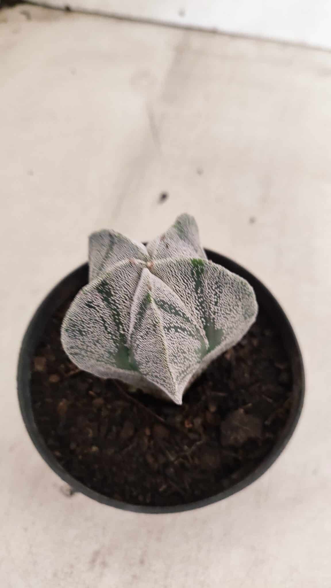 ASTROPHYTUM  Nº 1141 – vaso 11 - foto 6