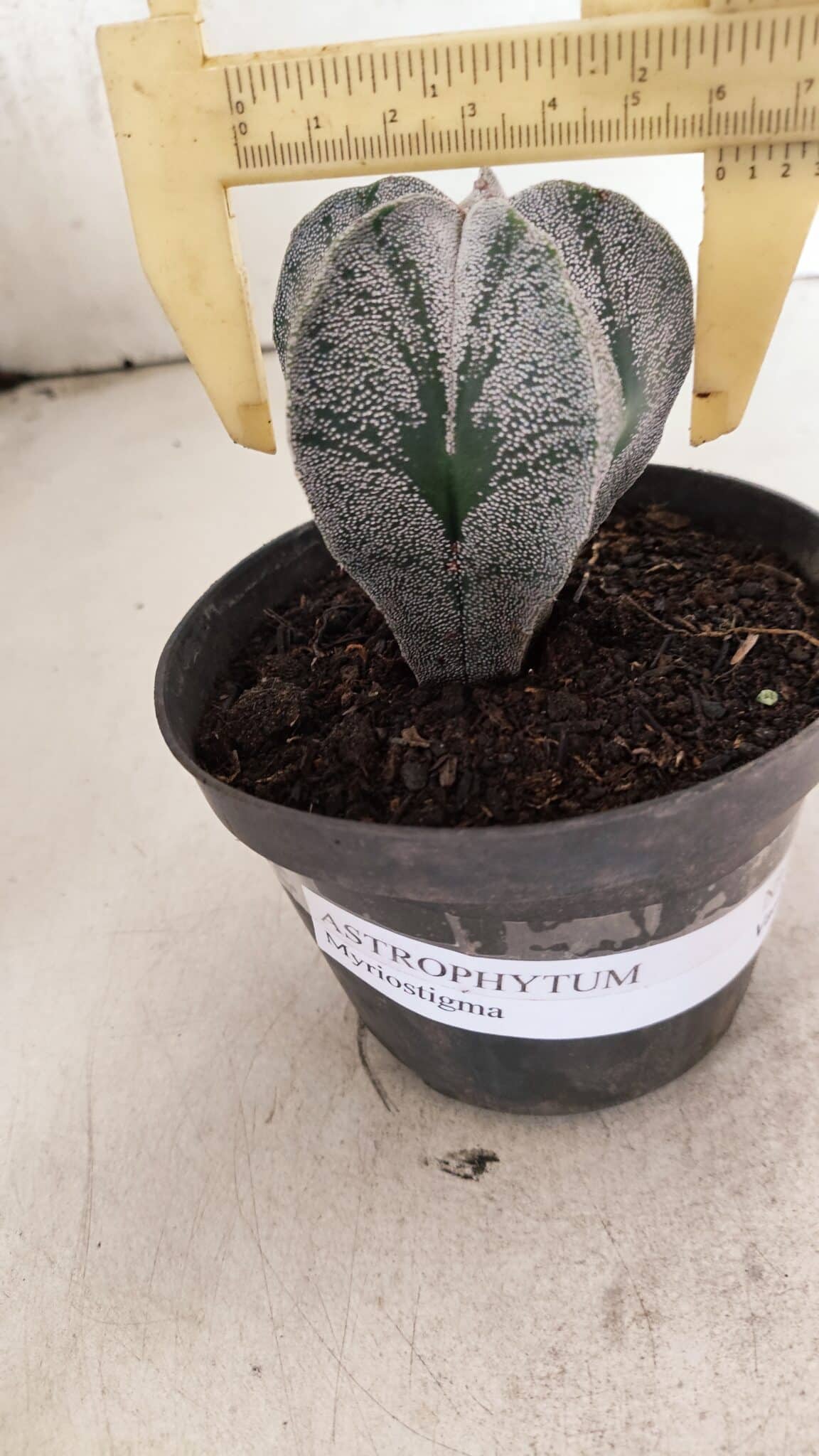 ASTROPHYTUM  Nº 1141 – vaso 11 - foto 4