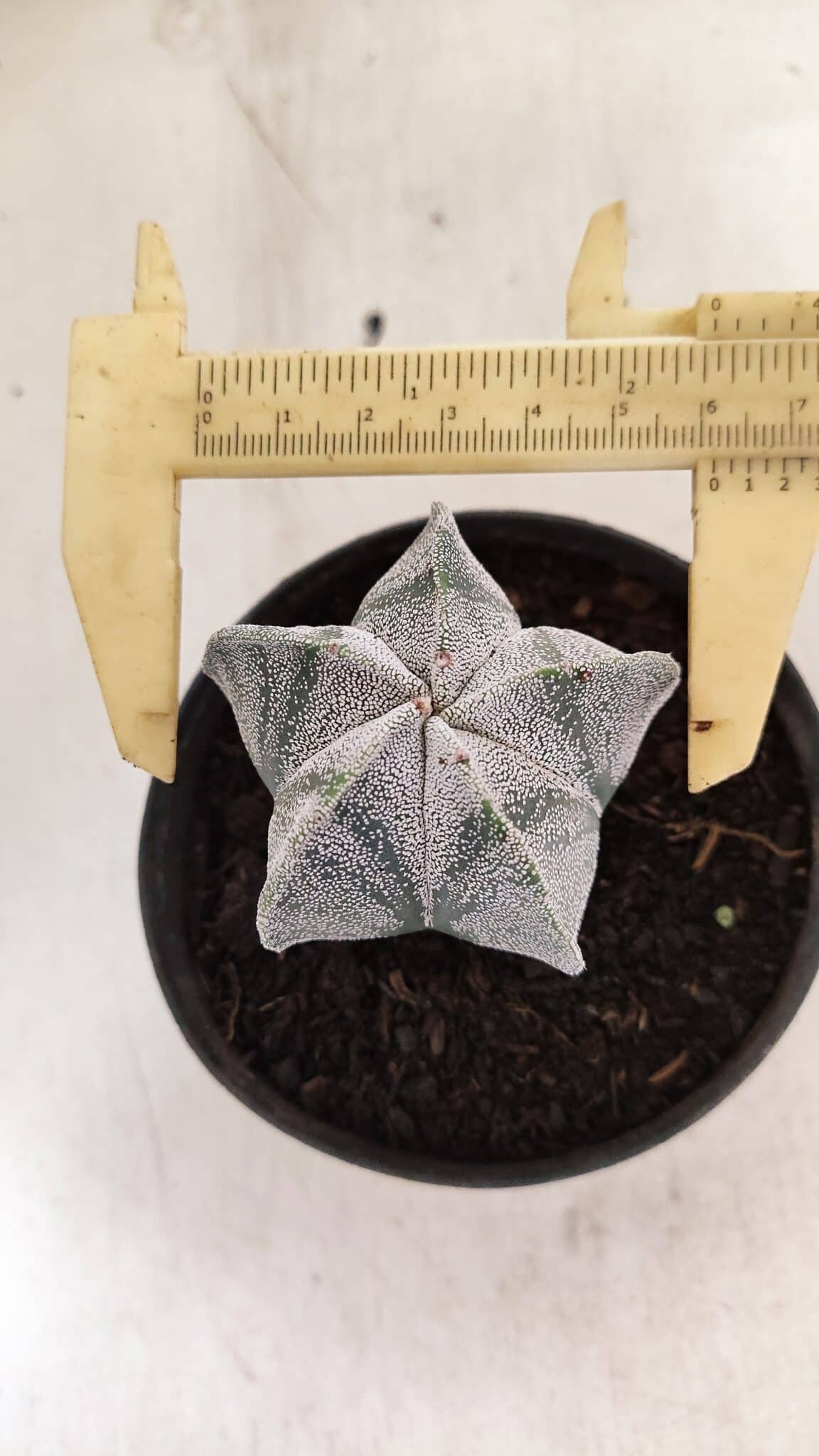 ASTROPHYTUM  Nº 1141 – vaso 11 - foto 5