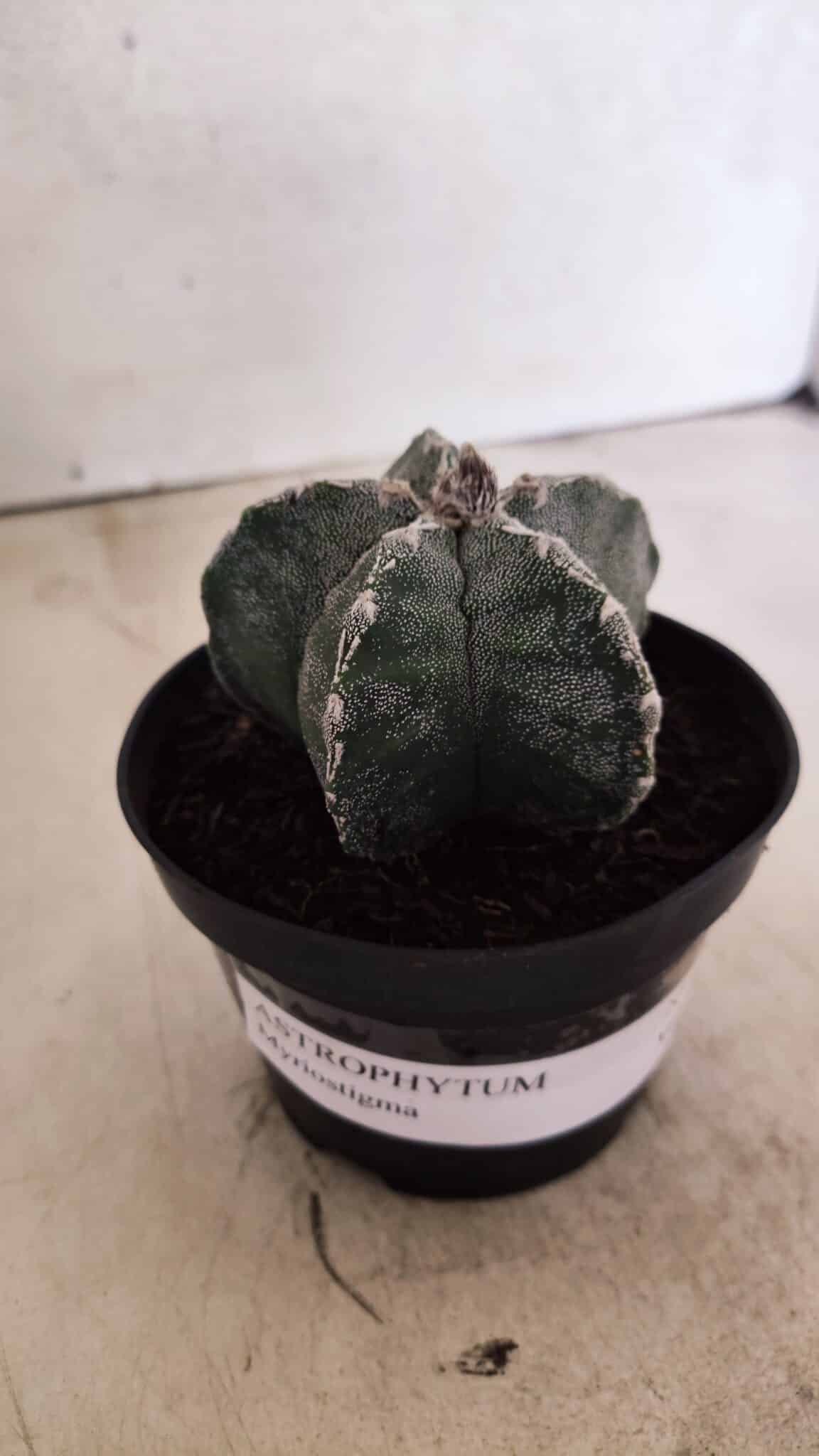 ASTROPHYTUM  Nº 1143 – vaso 11 - foto 2