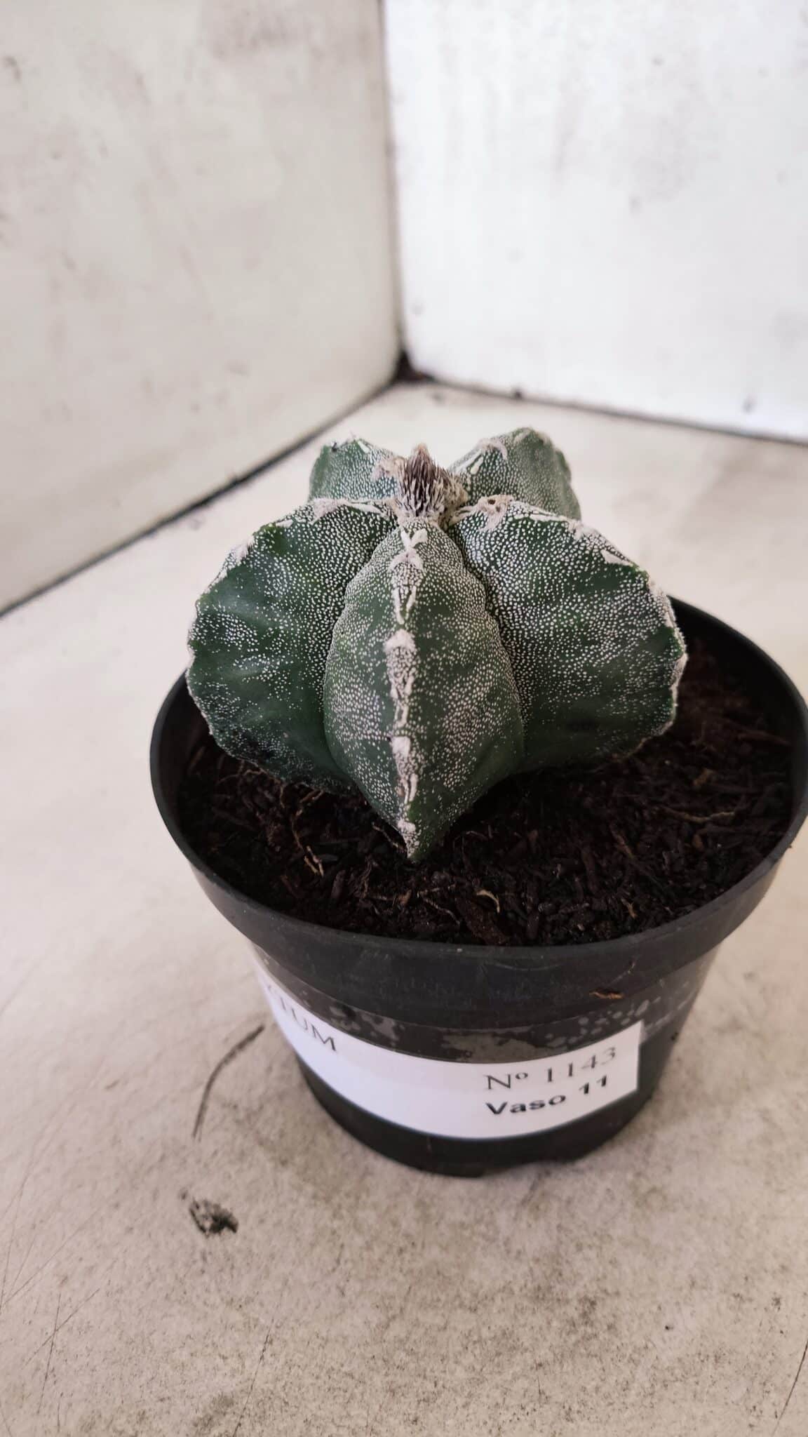 ASTROPHYTUM  Nº 1143 – vaso 11 - foto 8