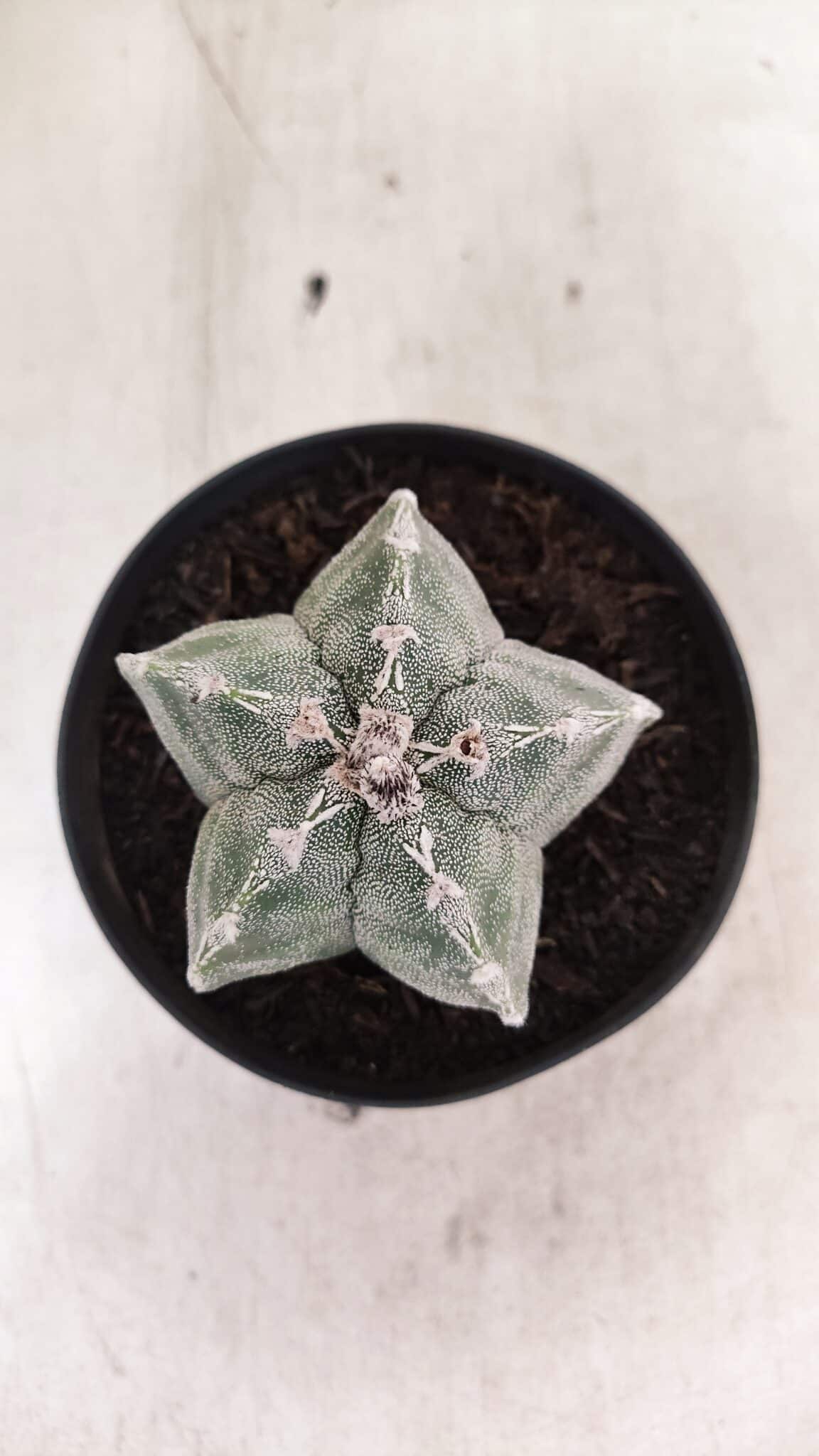 ASTROPHYTUM  Nº 1143 – vaso 11 - foto 3