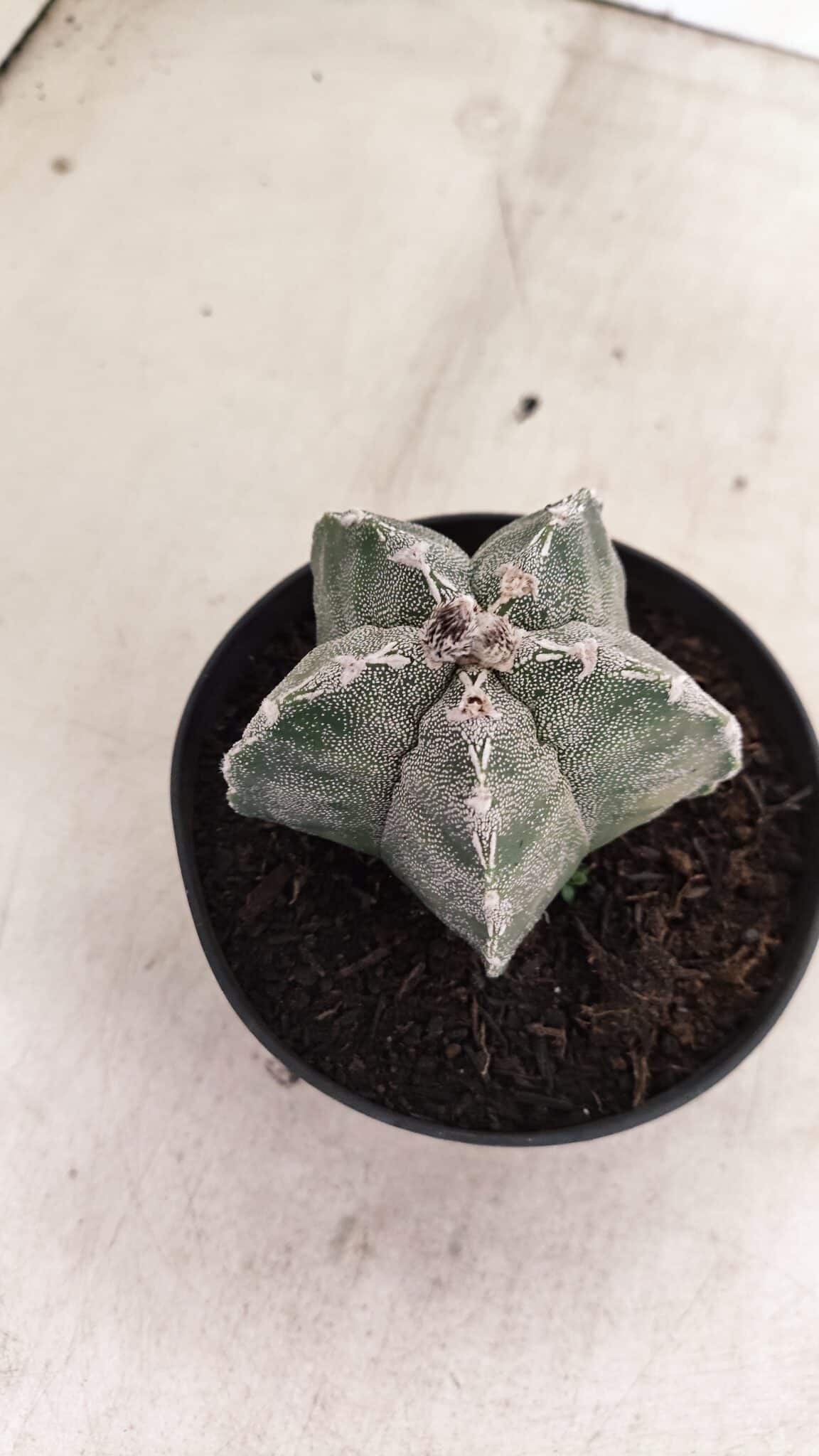 ASTROPHYTUM  Nº 1143 – vaso 11 - foto 7
