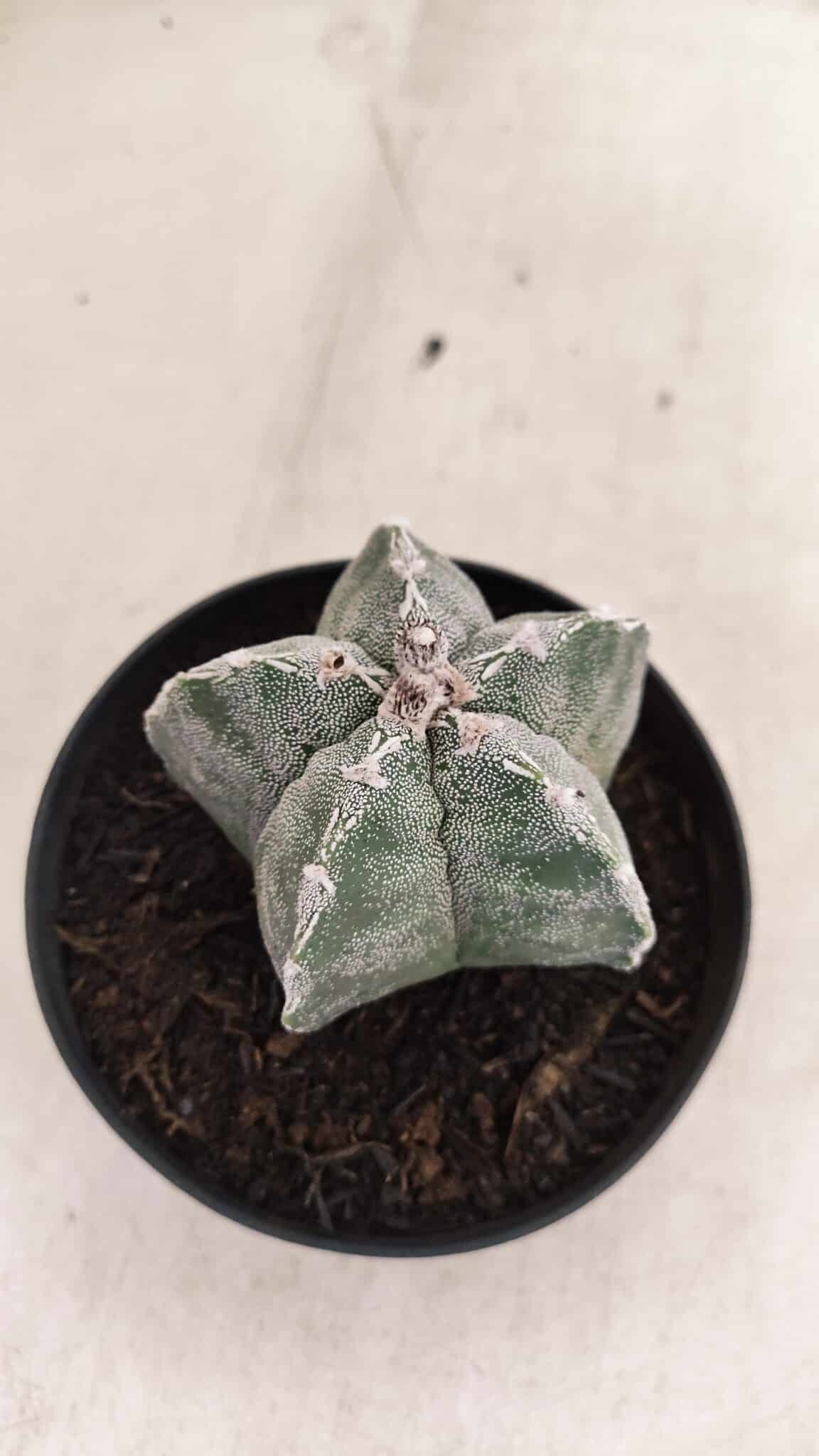 ASTROPHYTUM  Nº 1143 – vaso 11 - foto 6