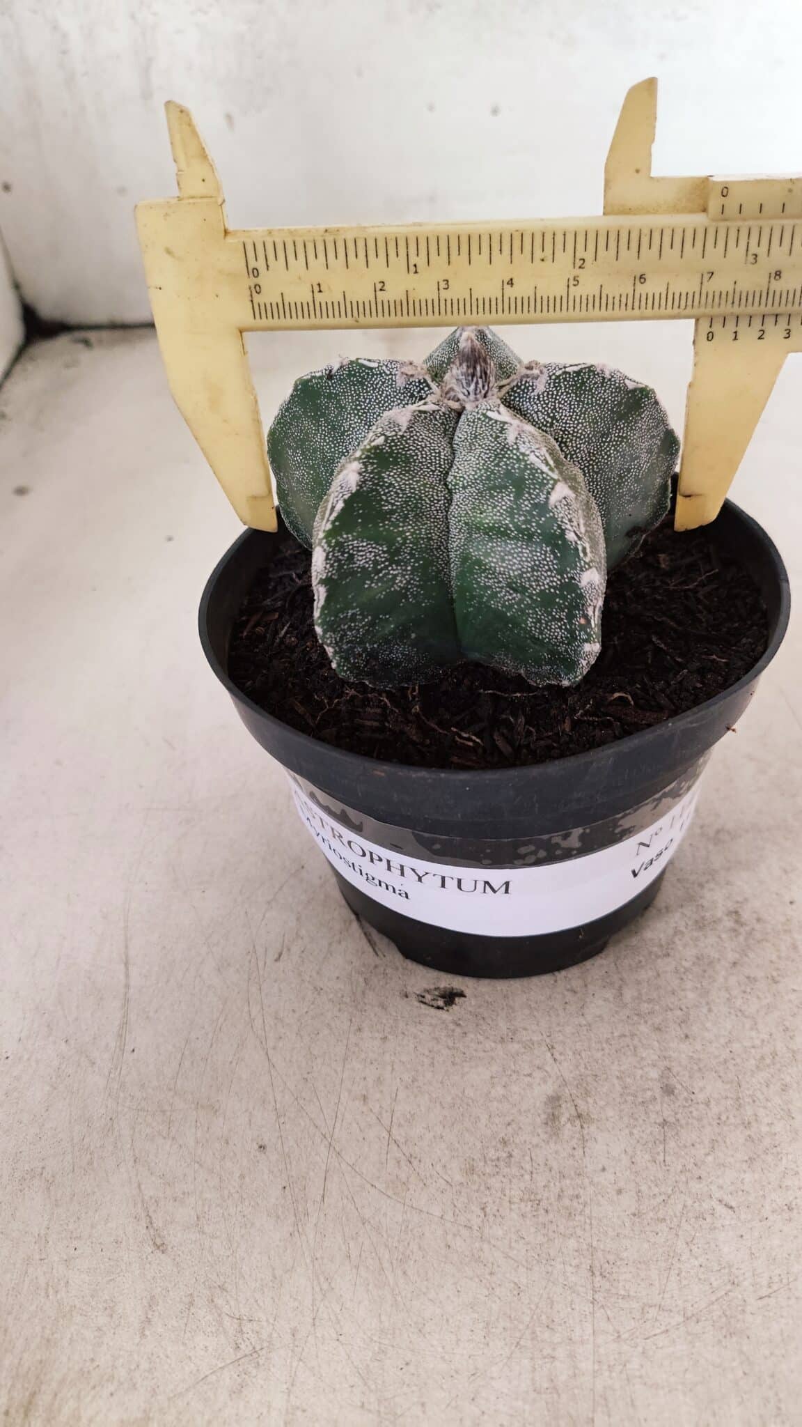 ASTROPHYTUM  Nº 1143 – vaso 11 - foto 4