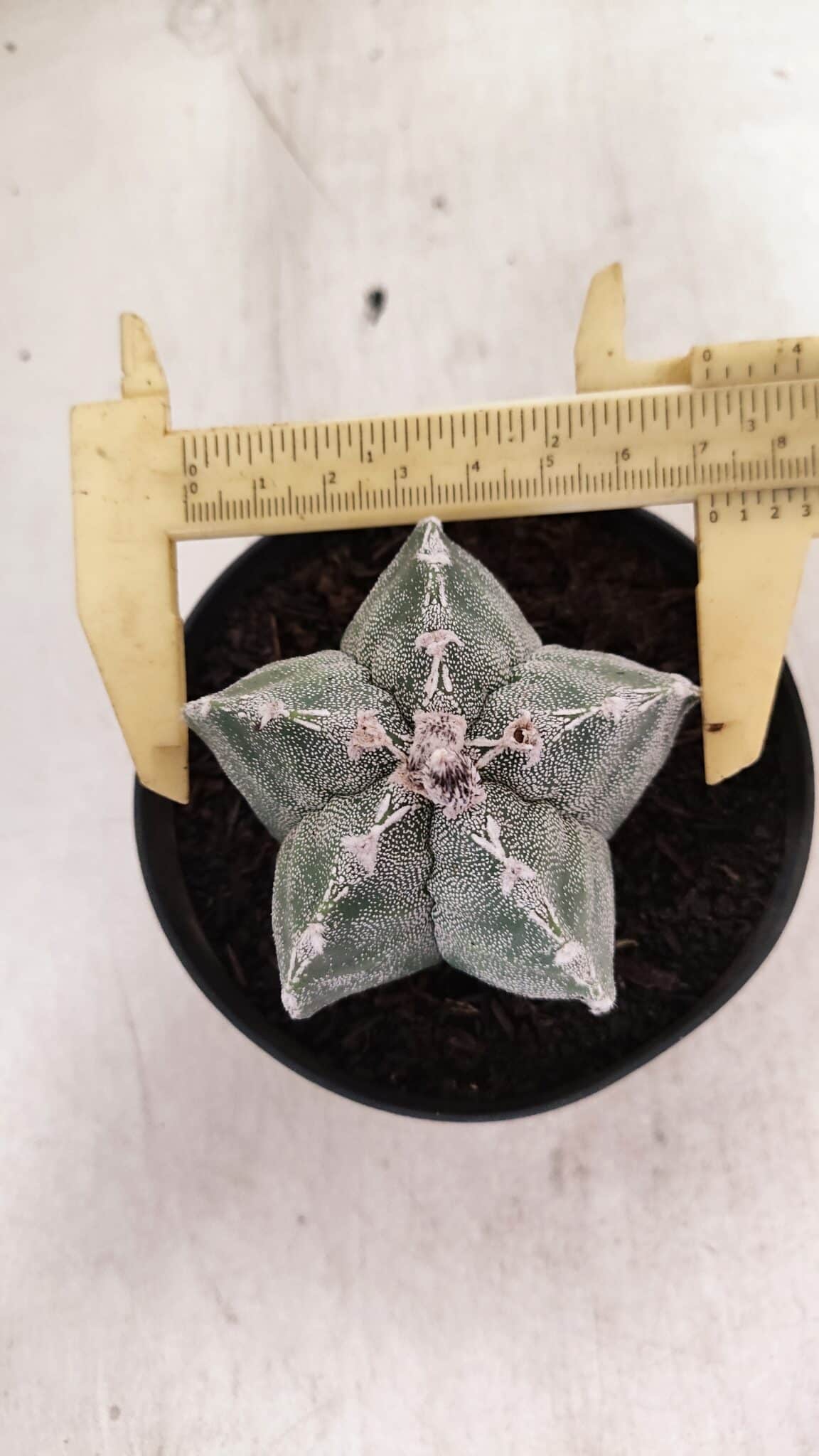 ASTROPHYTUM  Nº 1143 – vaso 11 - foto 5