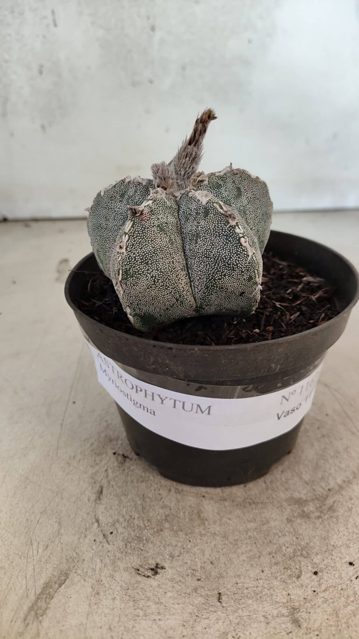 ASTROPHYTUM MYRIOSTIGMA  Nº 1167 – vaso 11 - foto 2