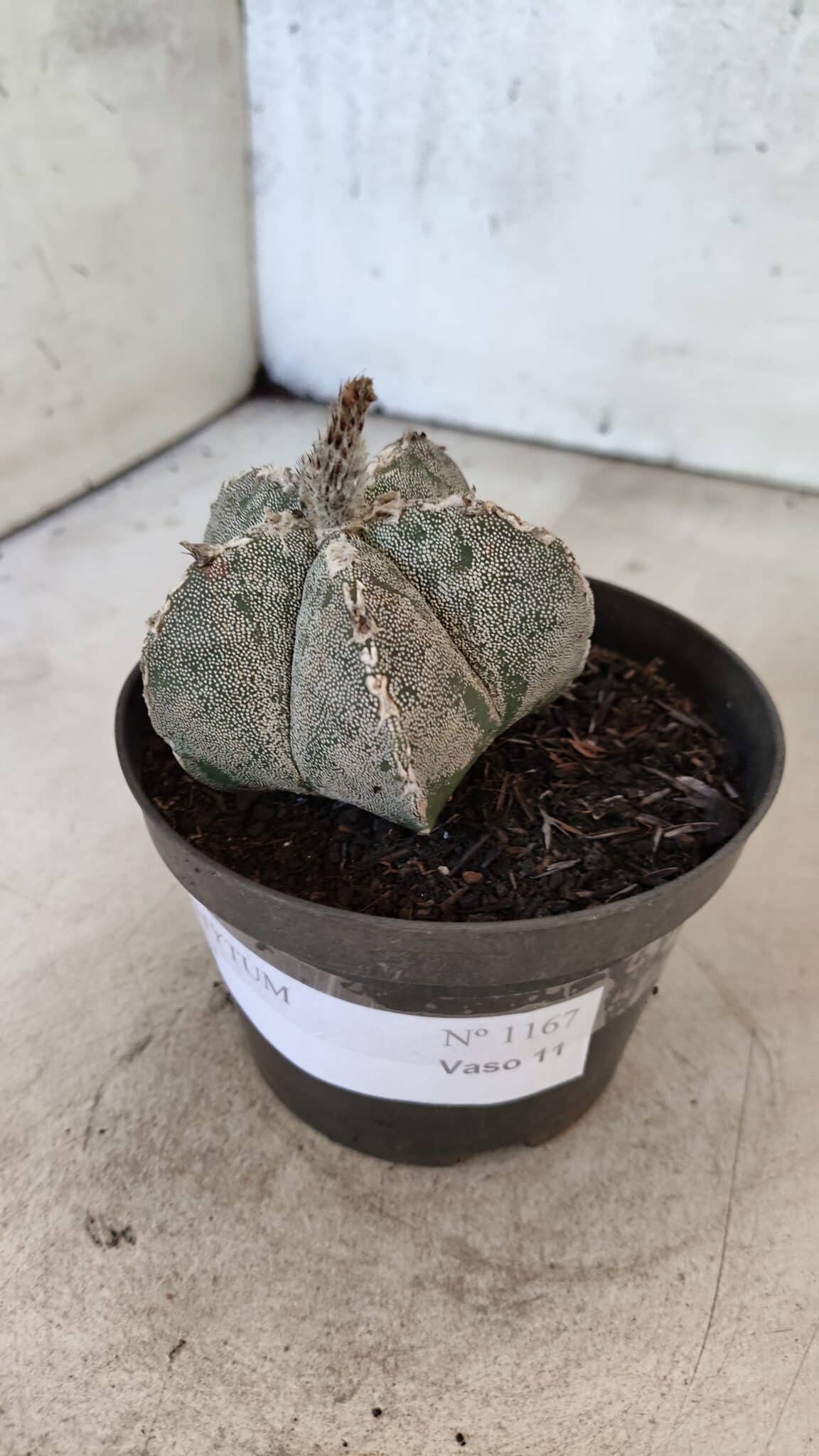 ASTROPHYTUM MYRIOSTIGMA  Nº 1167 – vaso 11 - foto 8