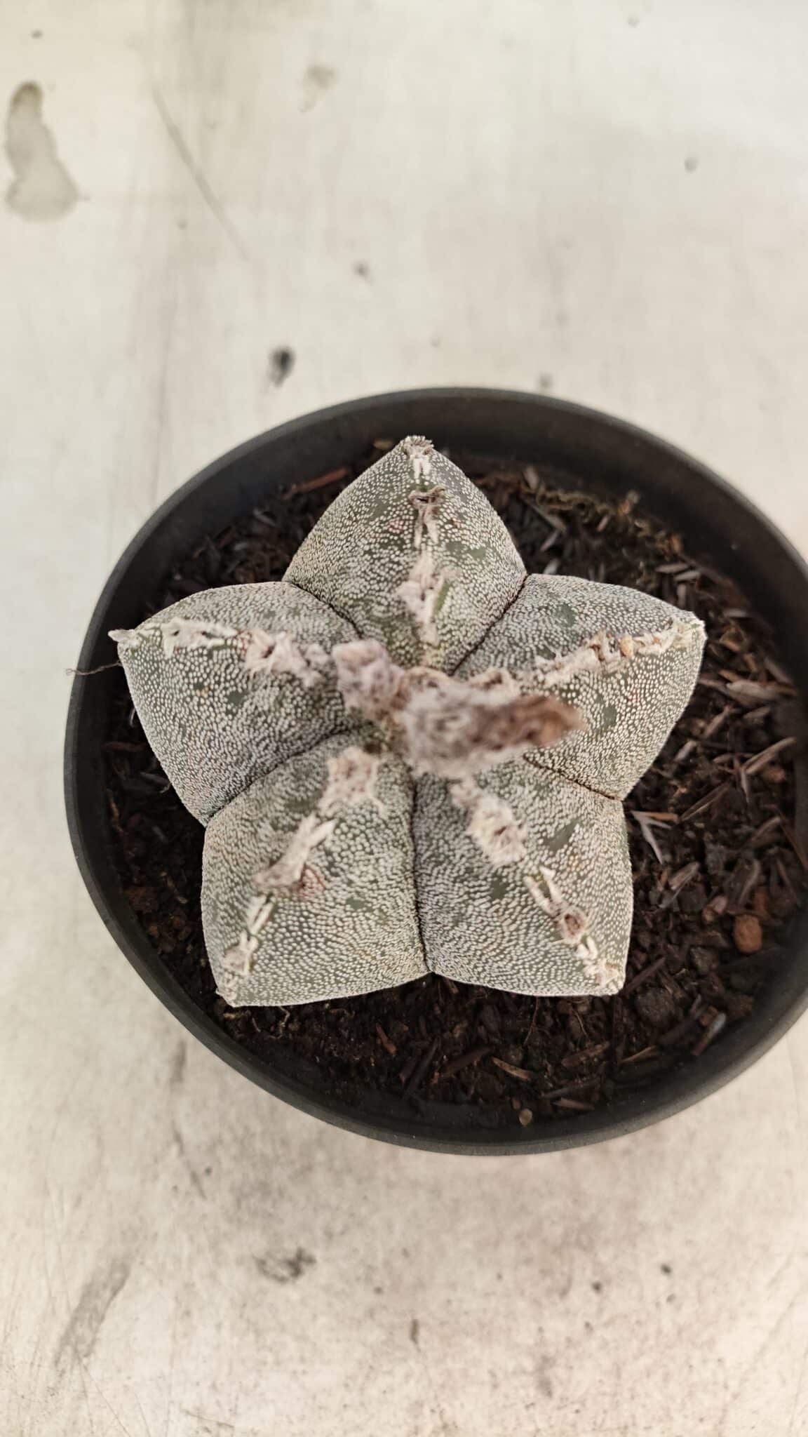 ASTROPHYTUM MYRIOSTIGMA  Nº 1167 – vaso 11 - foto 3