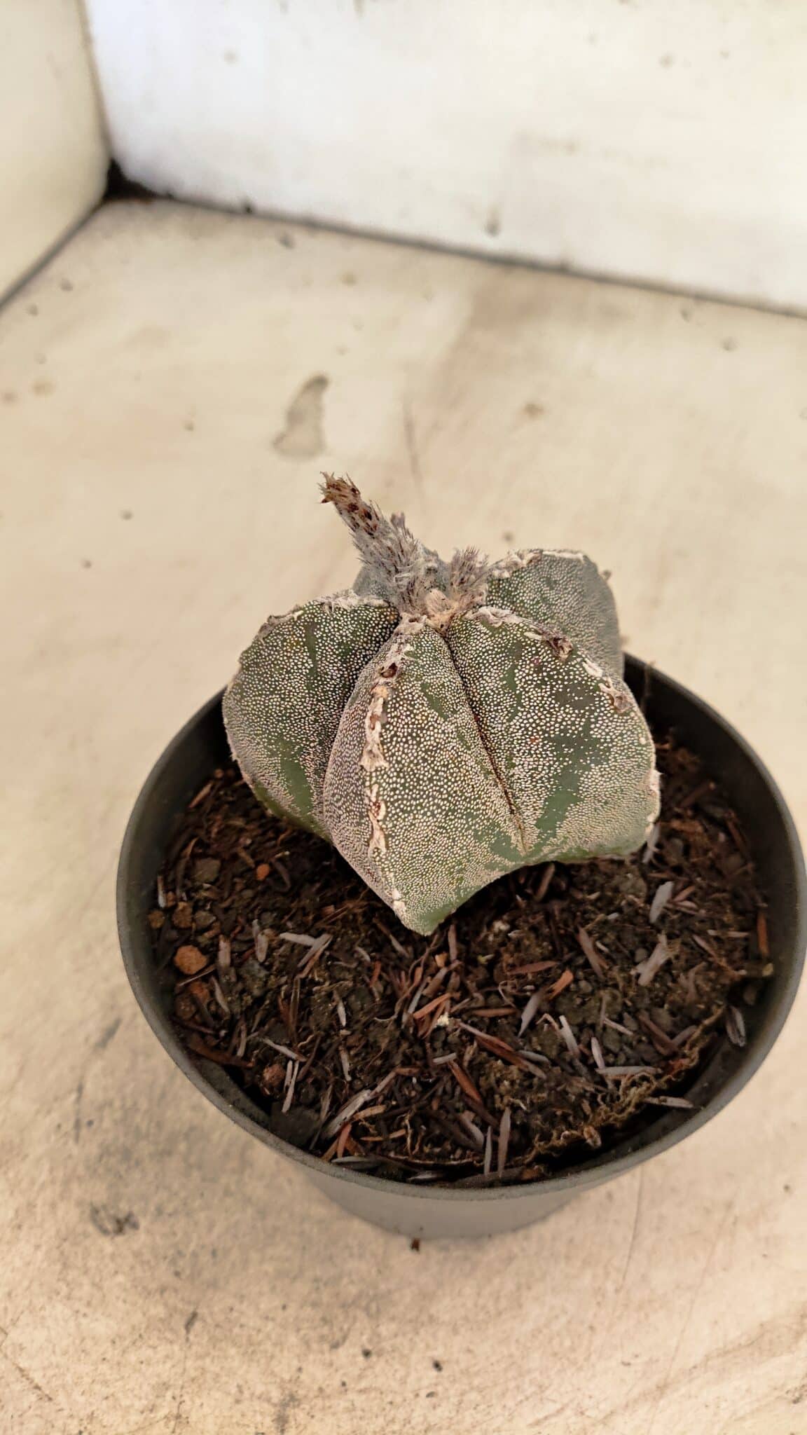 ASTROPHYTUM MYRIOSTIGMA  Nº 1167 – vaso 11 - foto 7