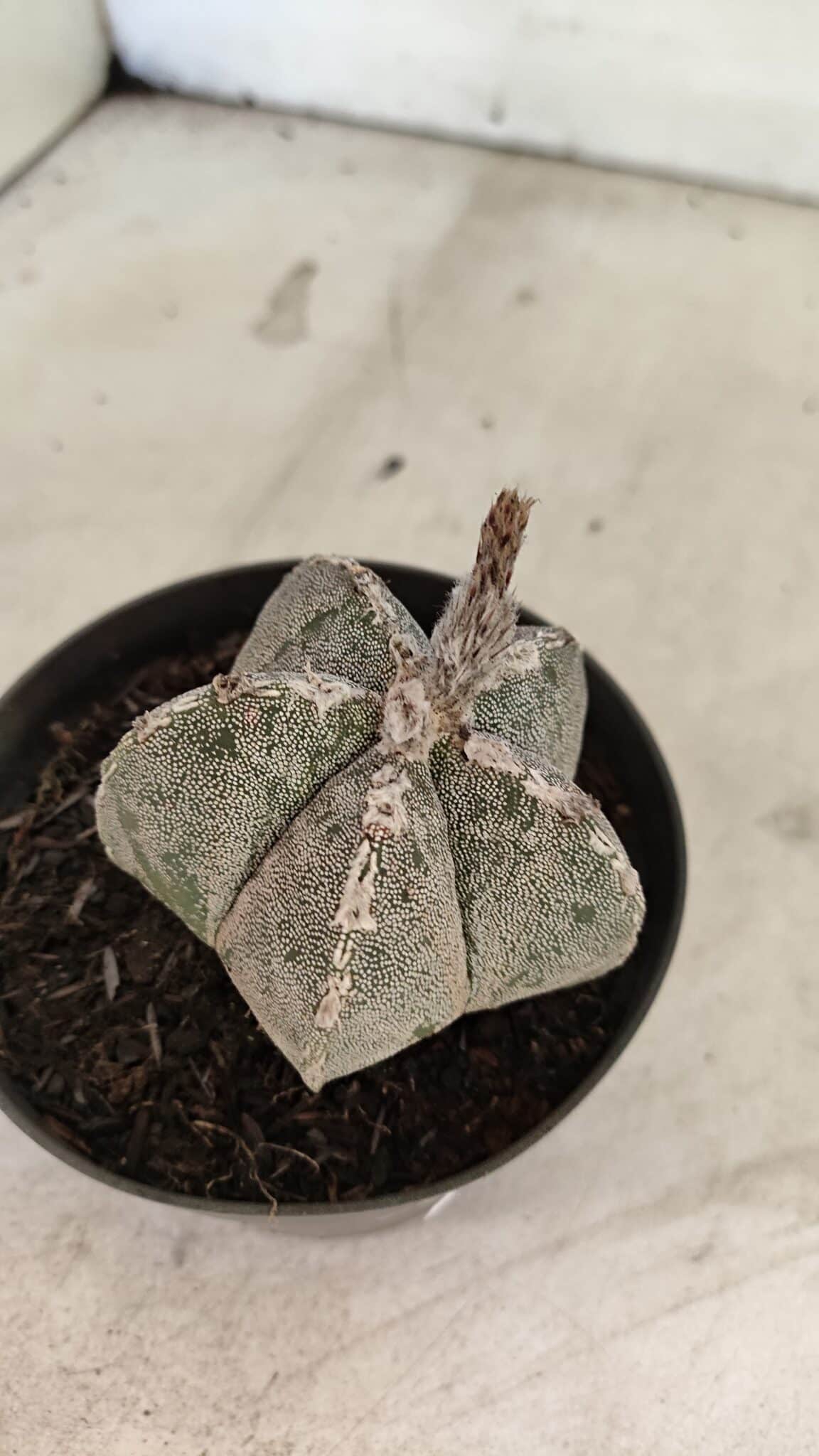 ASTROPHYTUM MYRIOSTIGMA  Nº 1167 – vaso 11 - foto 6