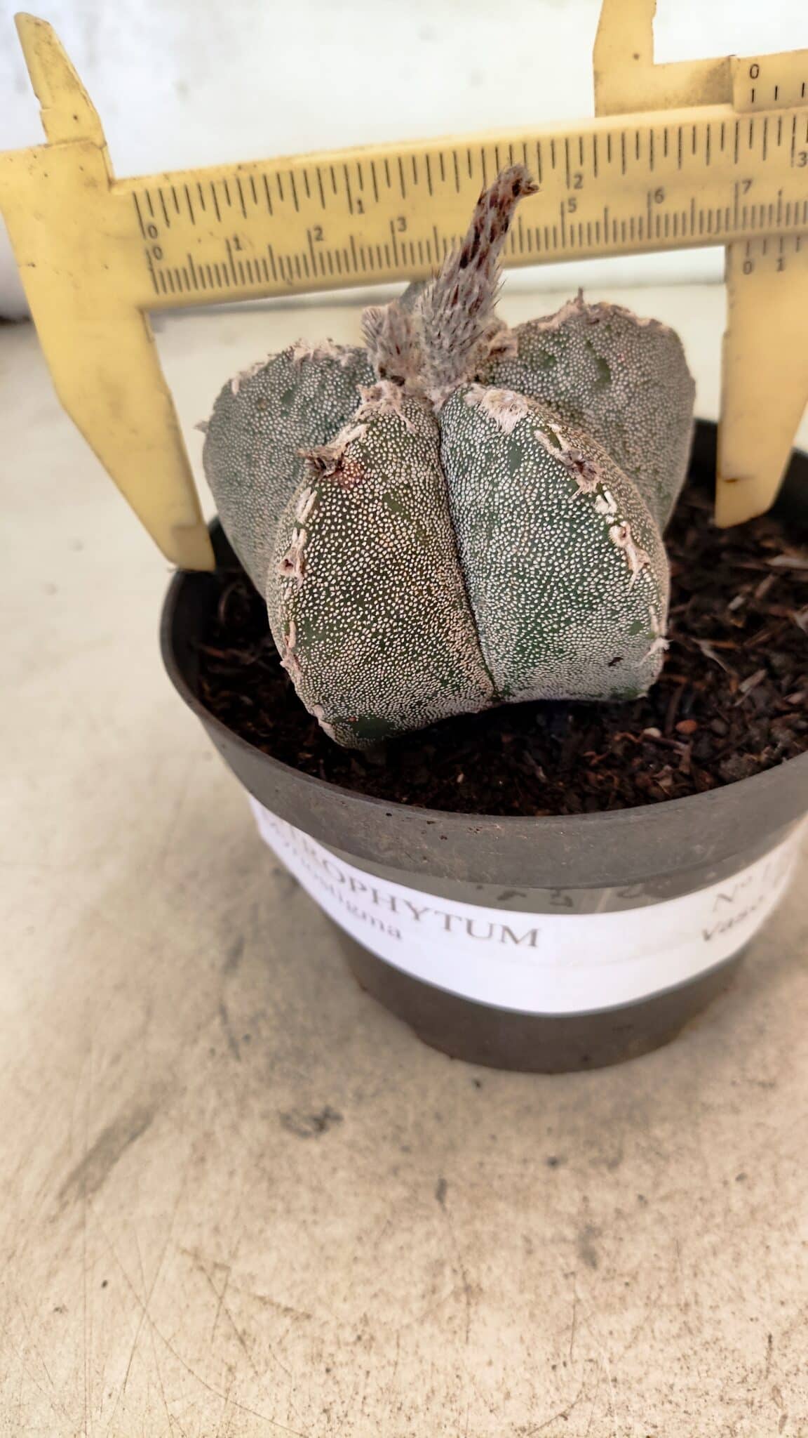 ASTROPHYTUM MYRIOSTIGMA  Nº 1167 – vaso 11 - foto 4