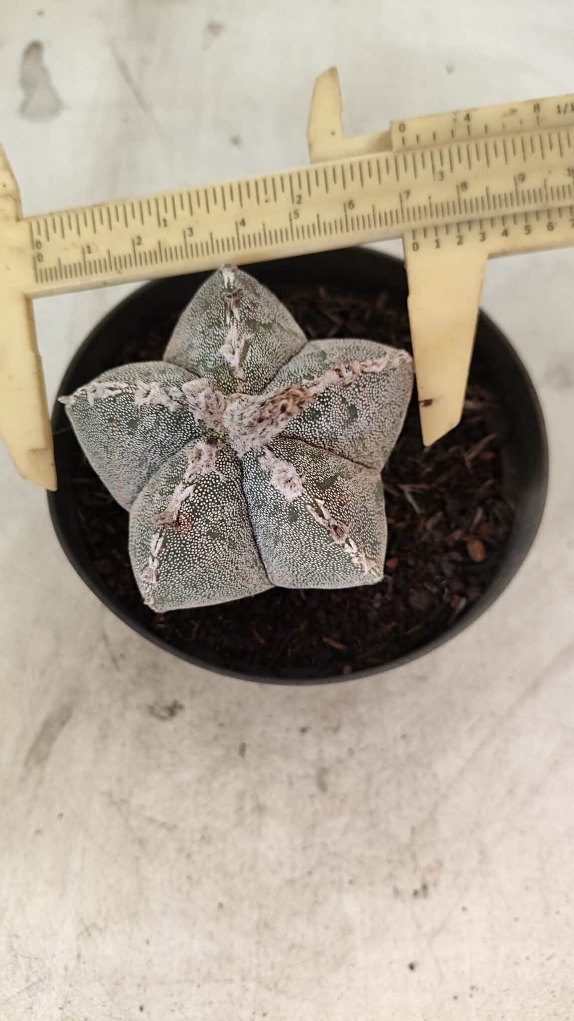 ASTROPHYTUM MYRIOSTIGMA  Nº 1167 – vaso 11 - foto 5