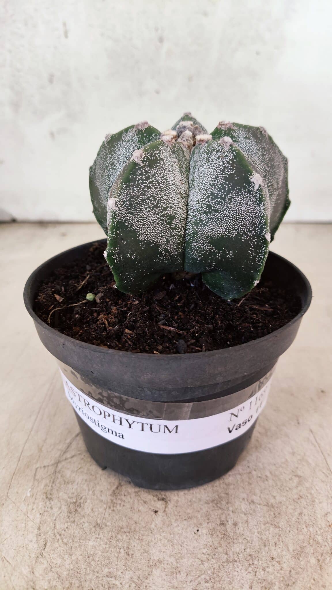 ASTROPHYTUM MYRIOSTIGMA  Nº 1169 – vaso 11 - foto 2