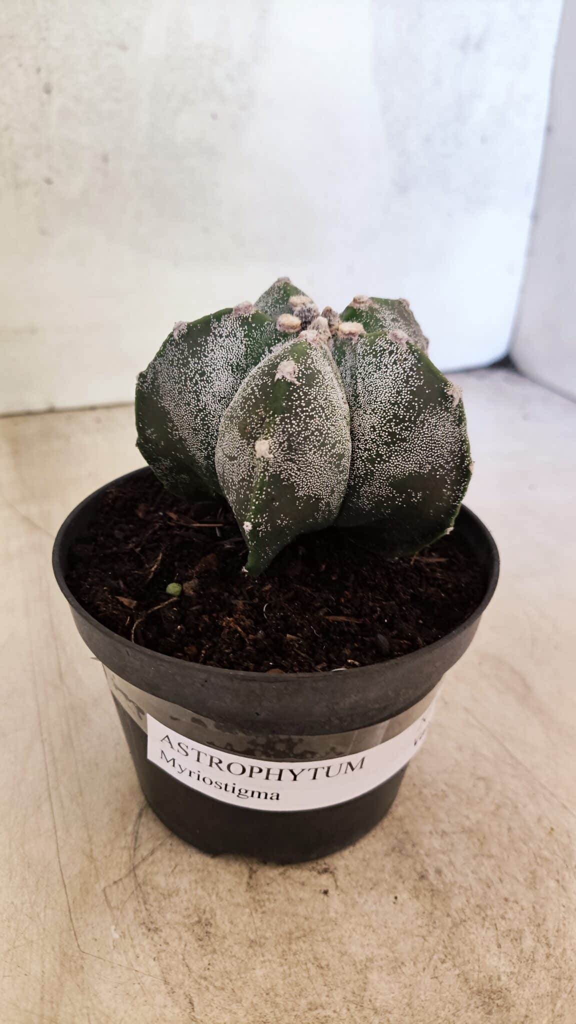 ASTROPHYTUM MYRIOSTIGMA  Nº 1169 – vaso 11 - foto 10