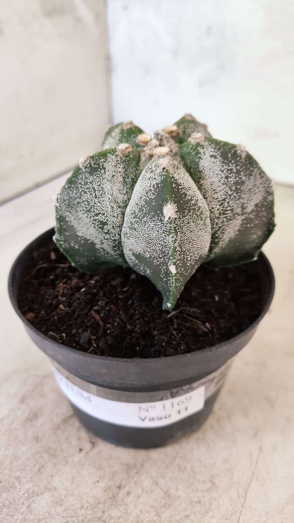 ASTROPHYTUM MYRIOSTIGMA  Nº 1169 – vaso 11 - foto 9