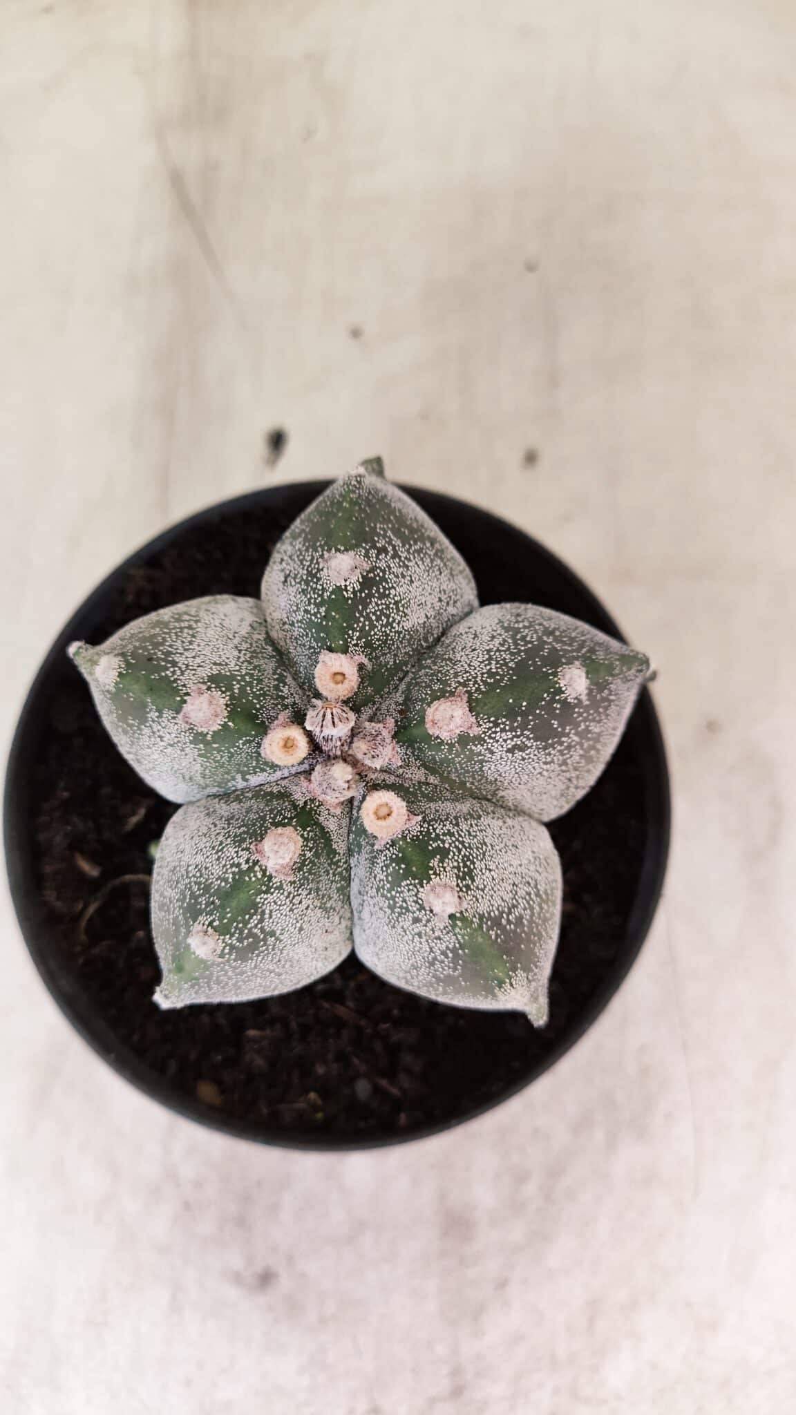 ASTROPHYTUM MYRIOSTIGMA  Nº 1169 – vaso 11 - foto 3