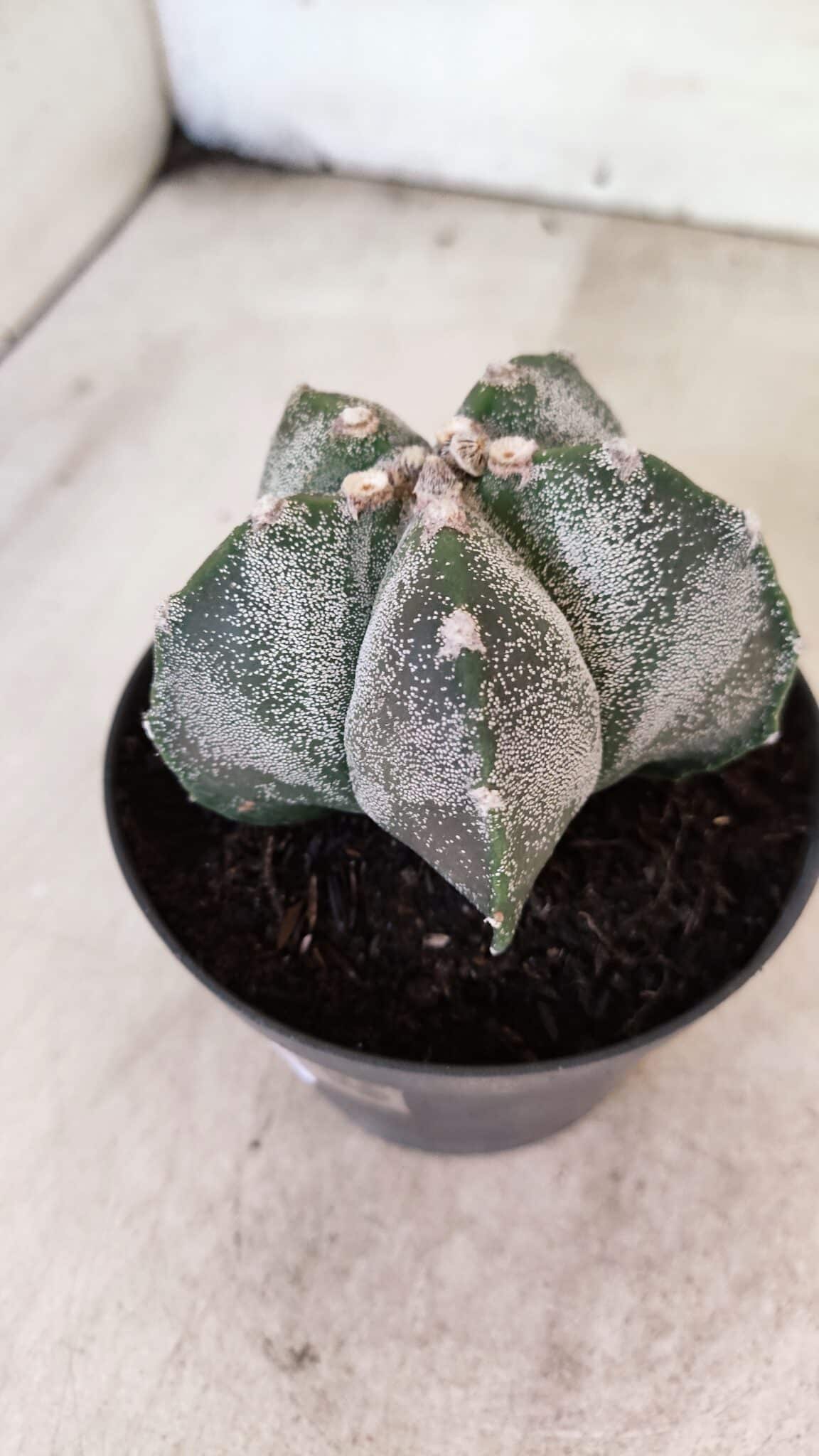 ASTROPHYTUM MYRIOSTIGMA  Nº 1169 – vaso 11 - foto 6